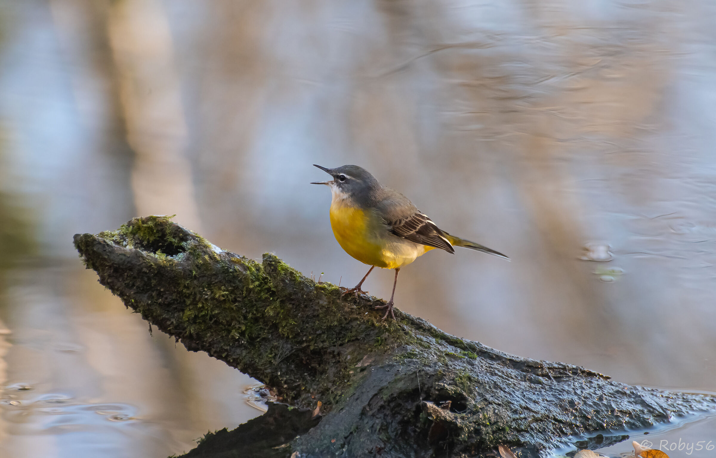 Grey wagtail... in song.