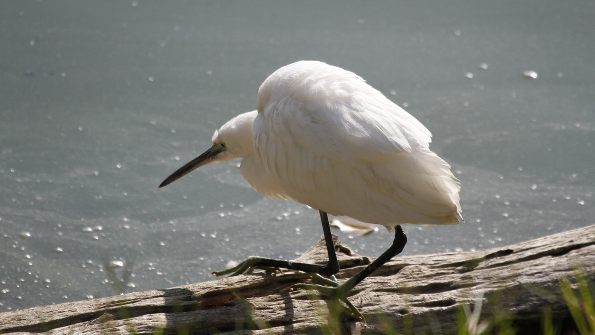 Egret