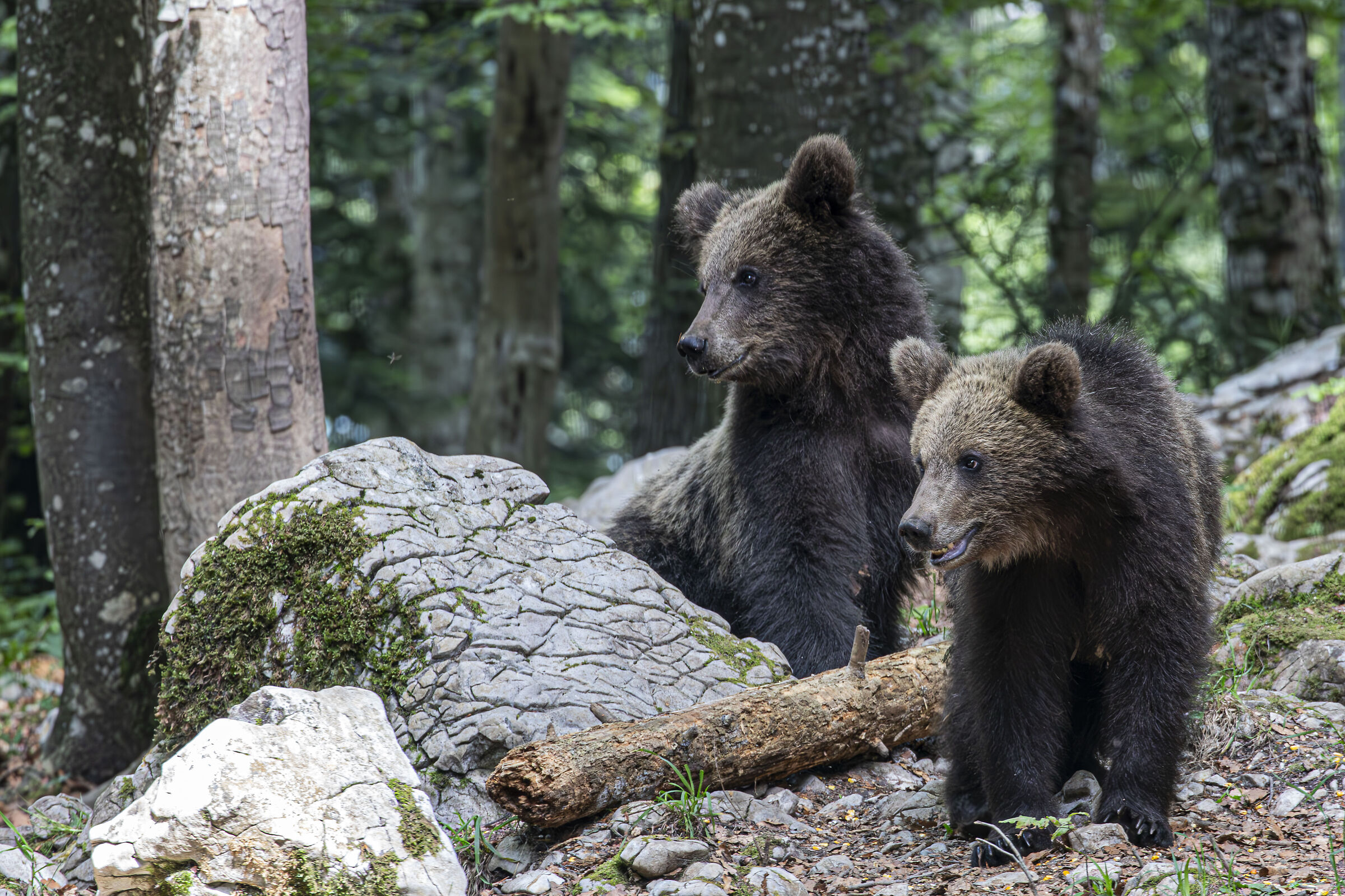 Orsacchiotti sloveni