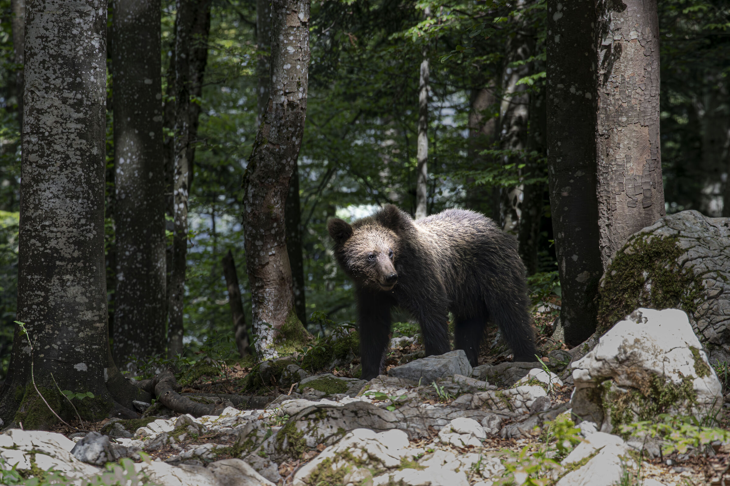 Finalmente un raggio di sole