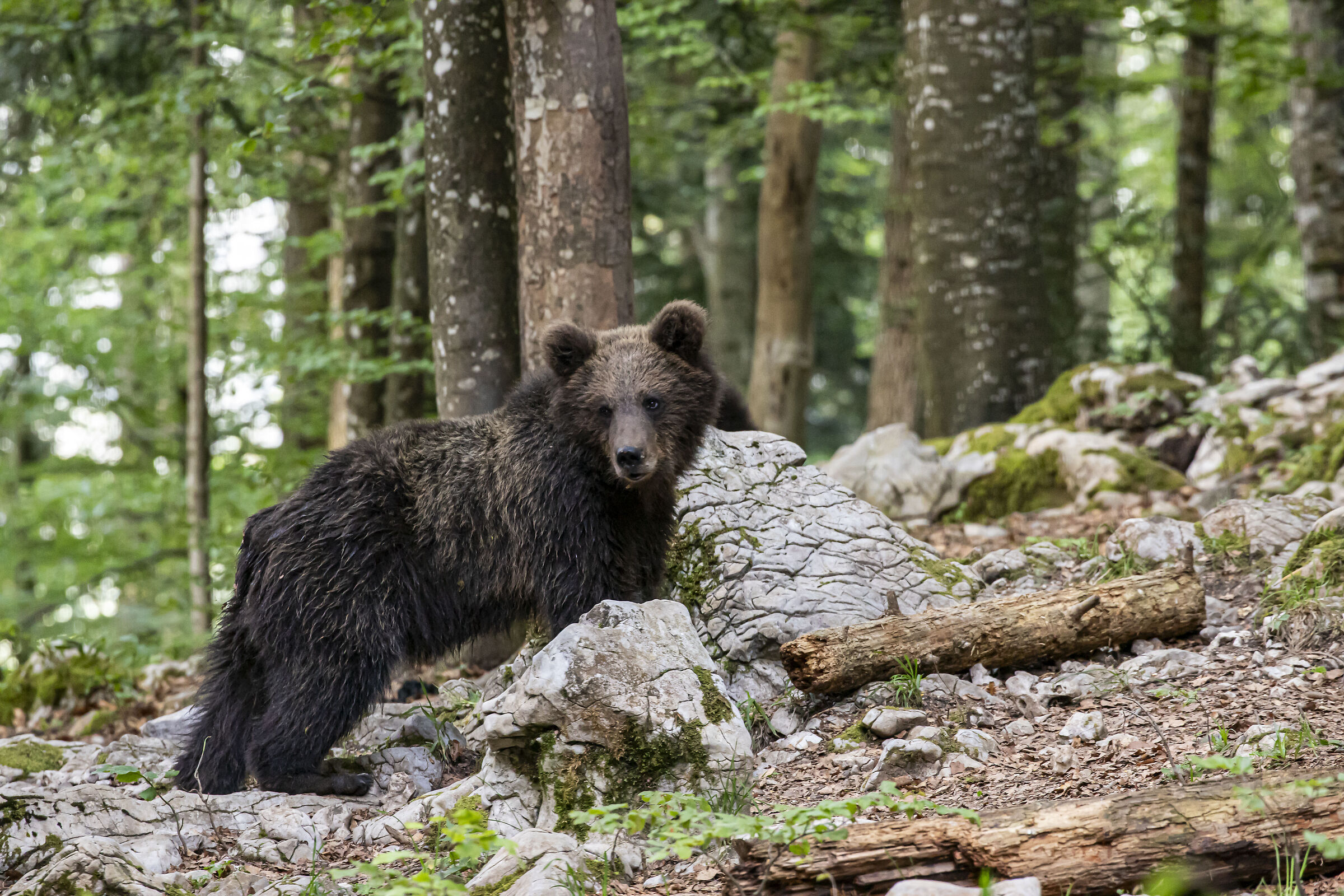 Orsetto fradicio di pioggia