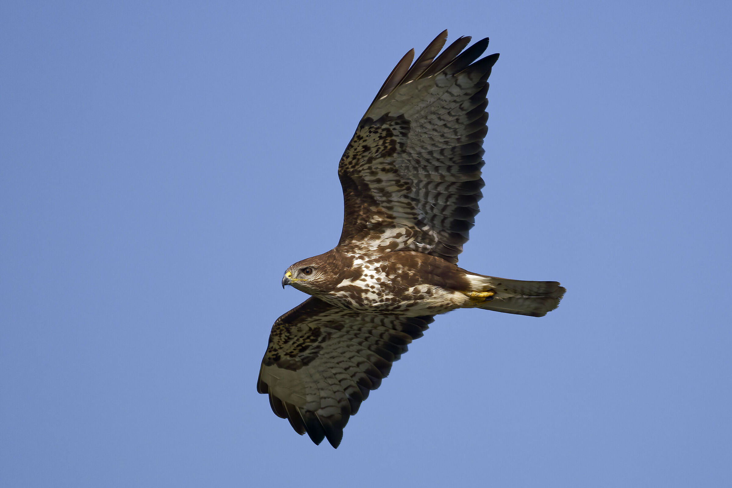 Buzzard