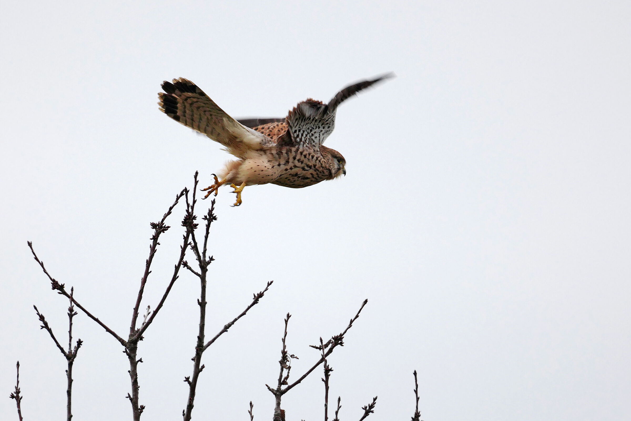The detachment of the kestrel