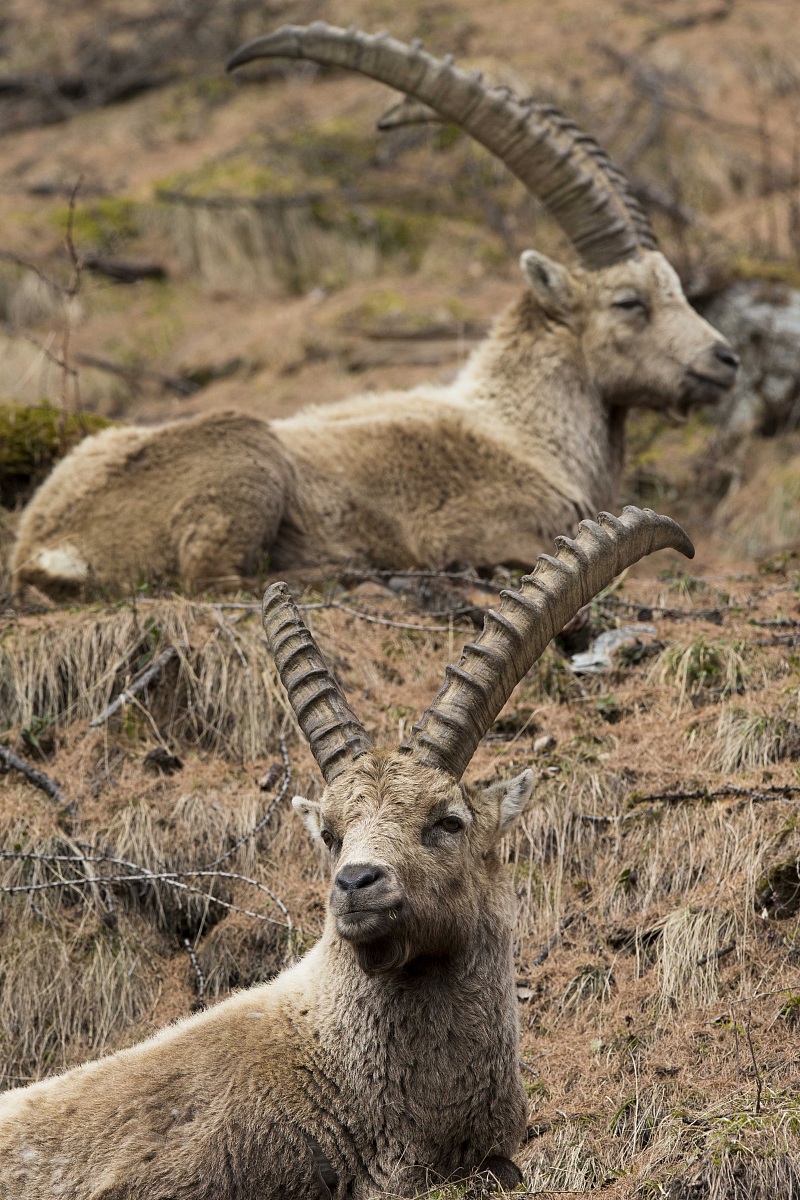 Les Rois du Val d'Aoste
