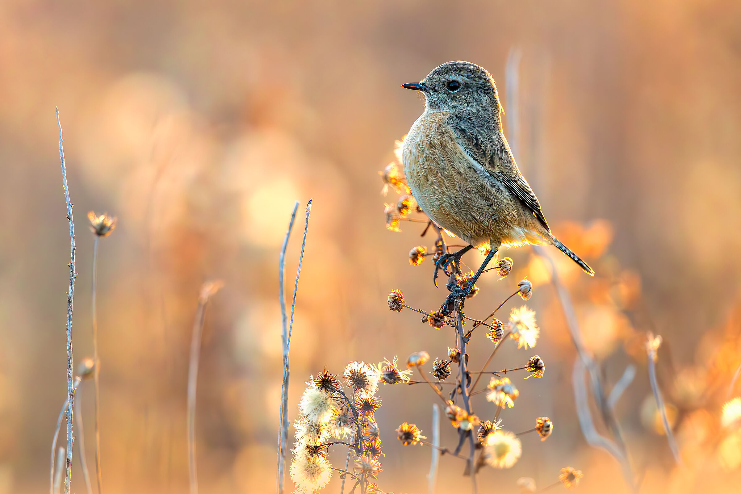 Stonechat, Female