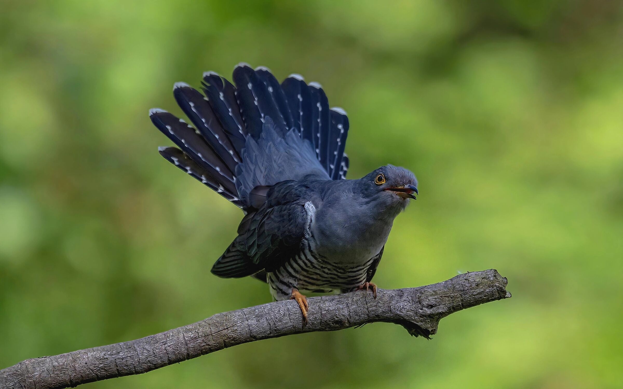 Cuckoo