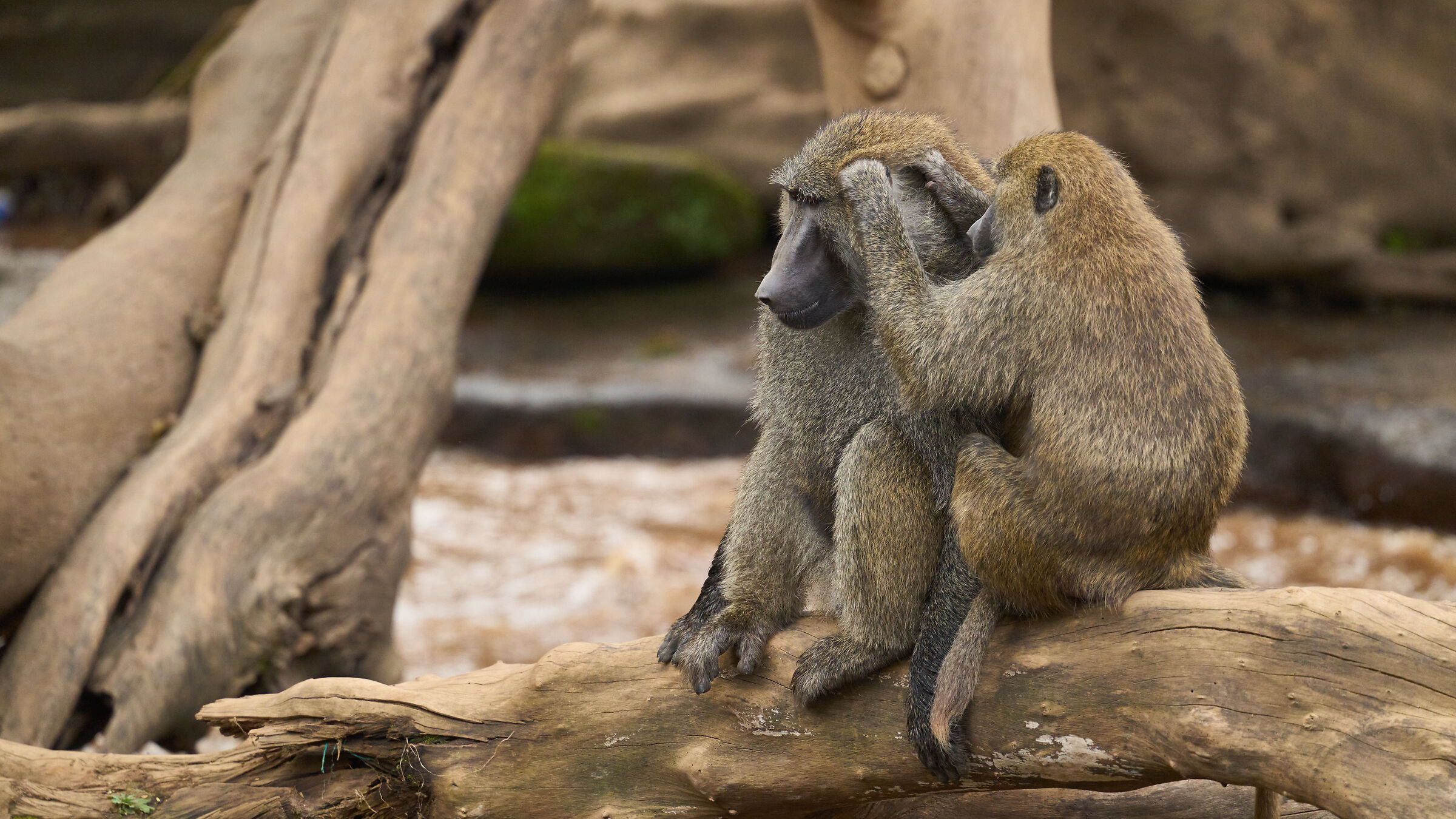Baboons (Kenua - Lakuru lake)