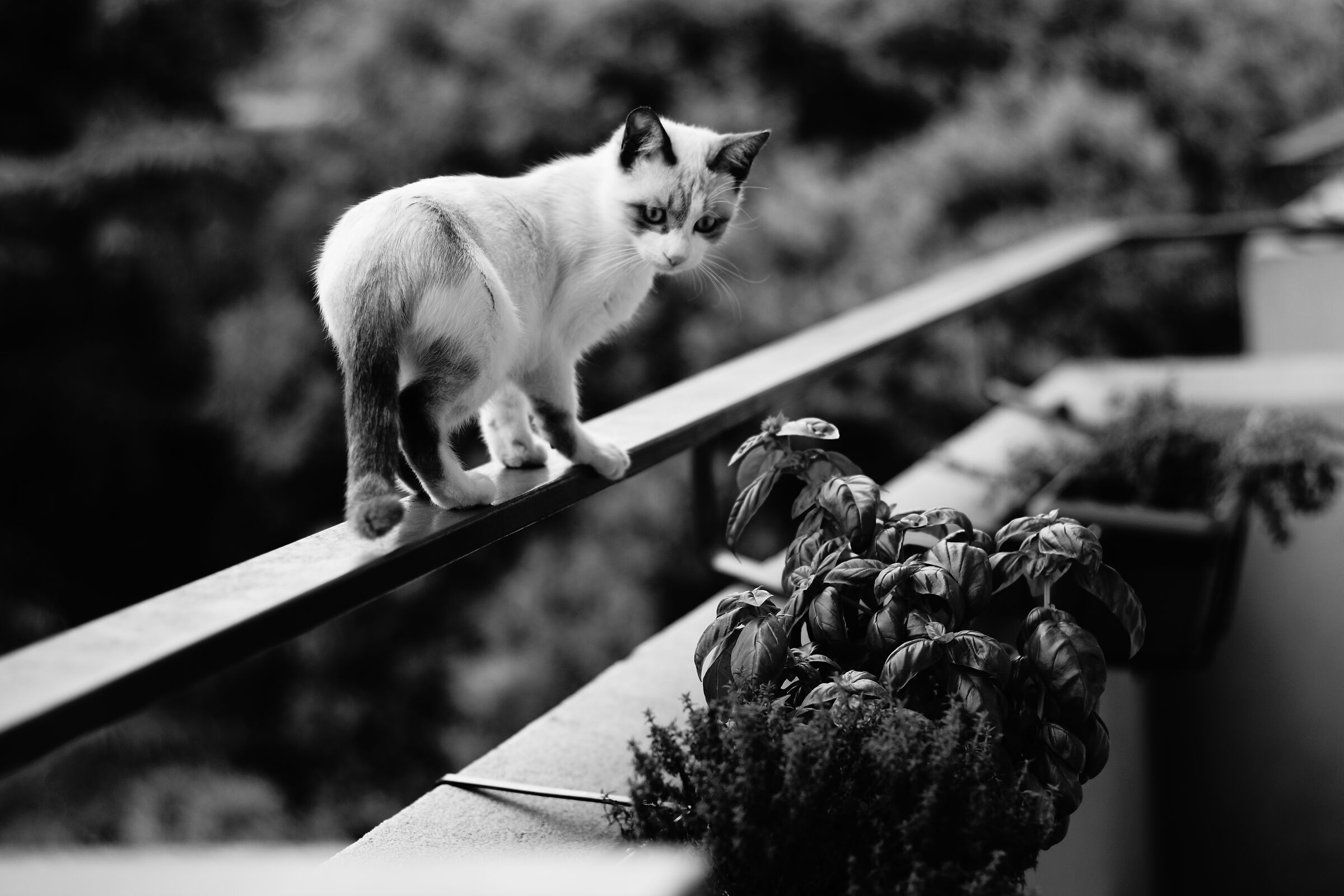 Kitty