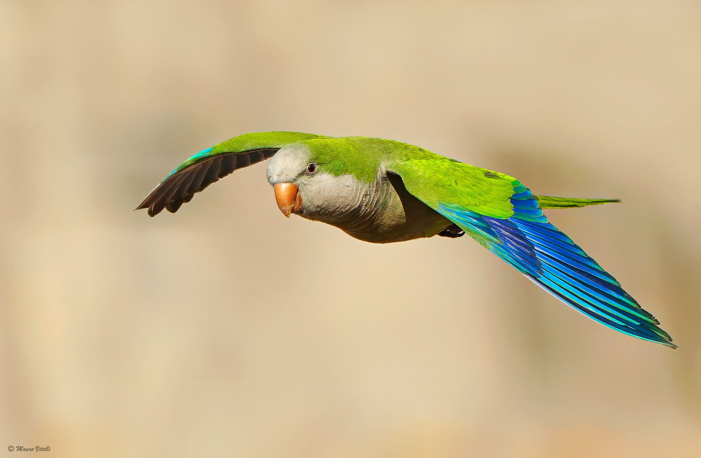 Monk Parakeet (Myopsitta Bonaparte)