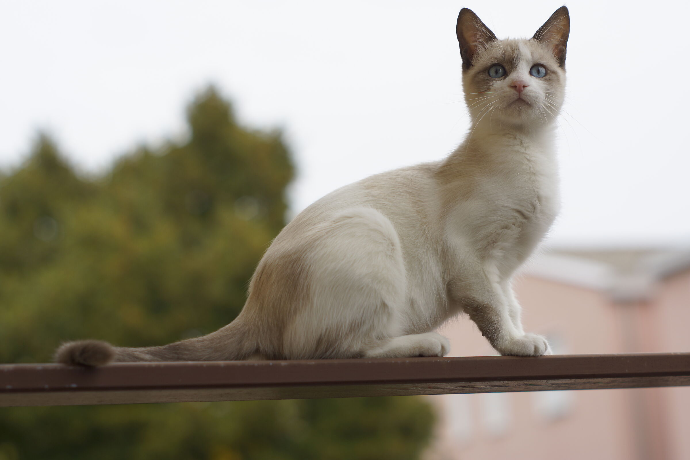 Kitty