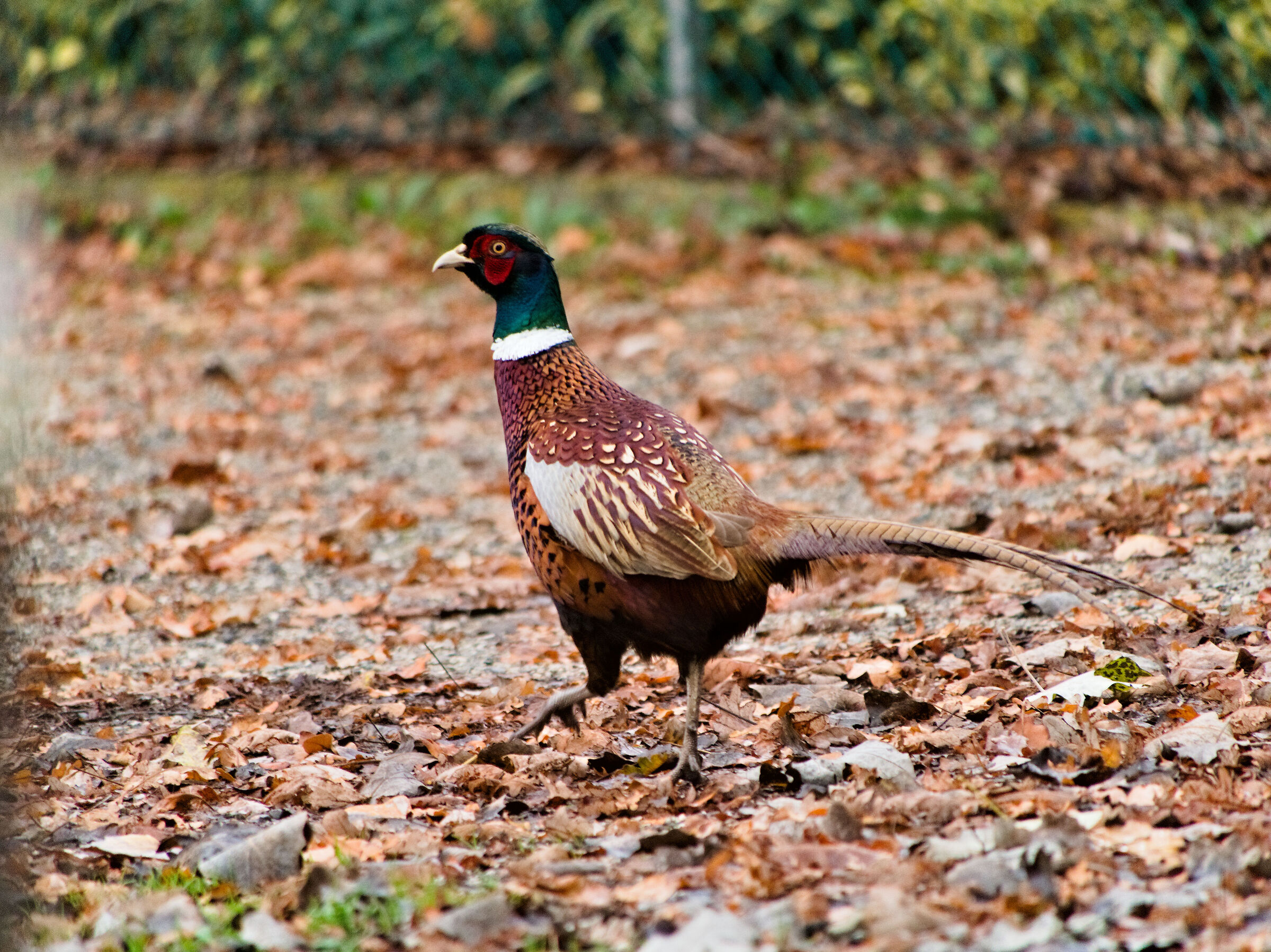 Pheasant