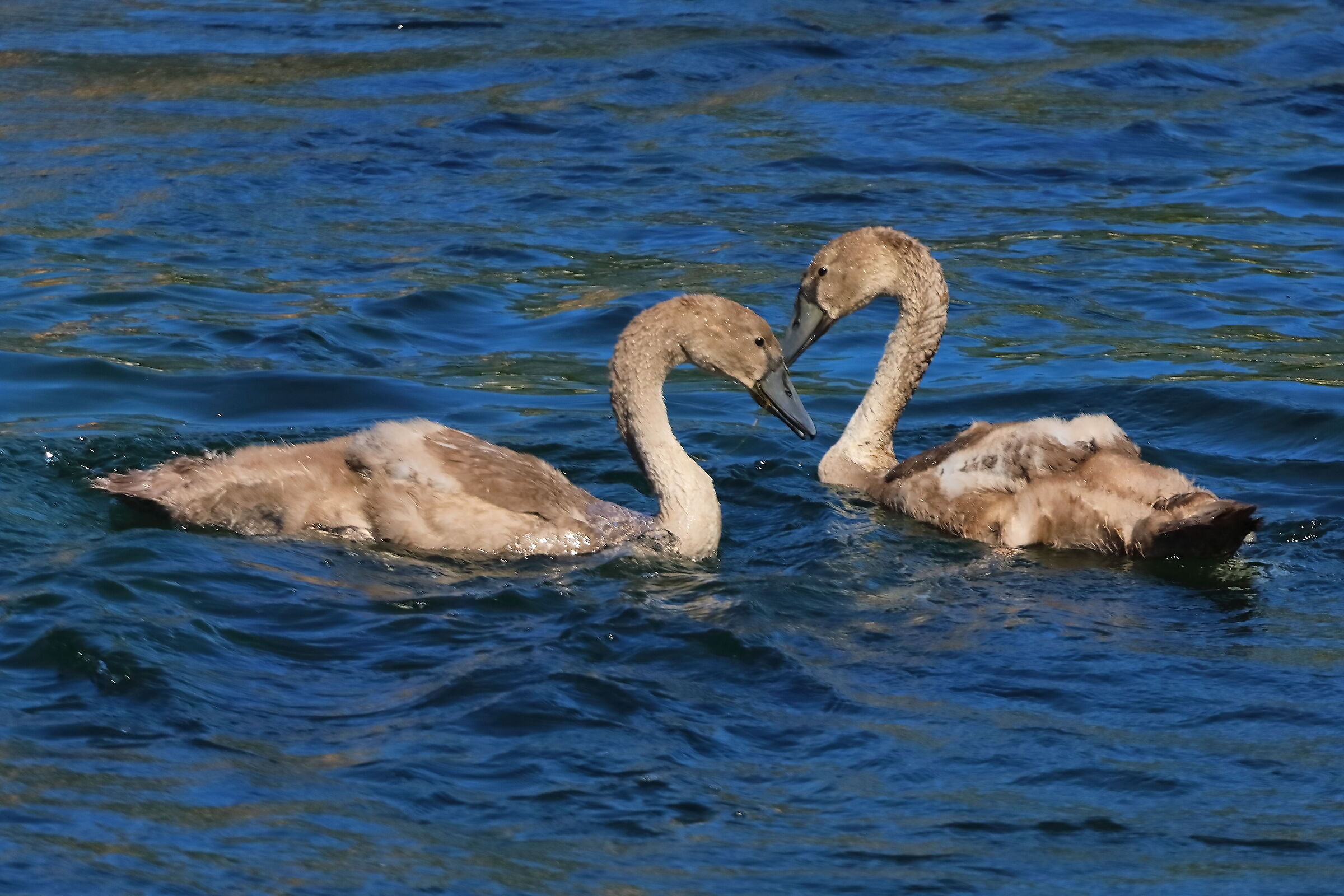 Cigni R 10 luglio 2025 - 0204