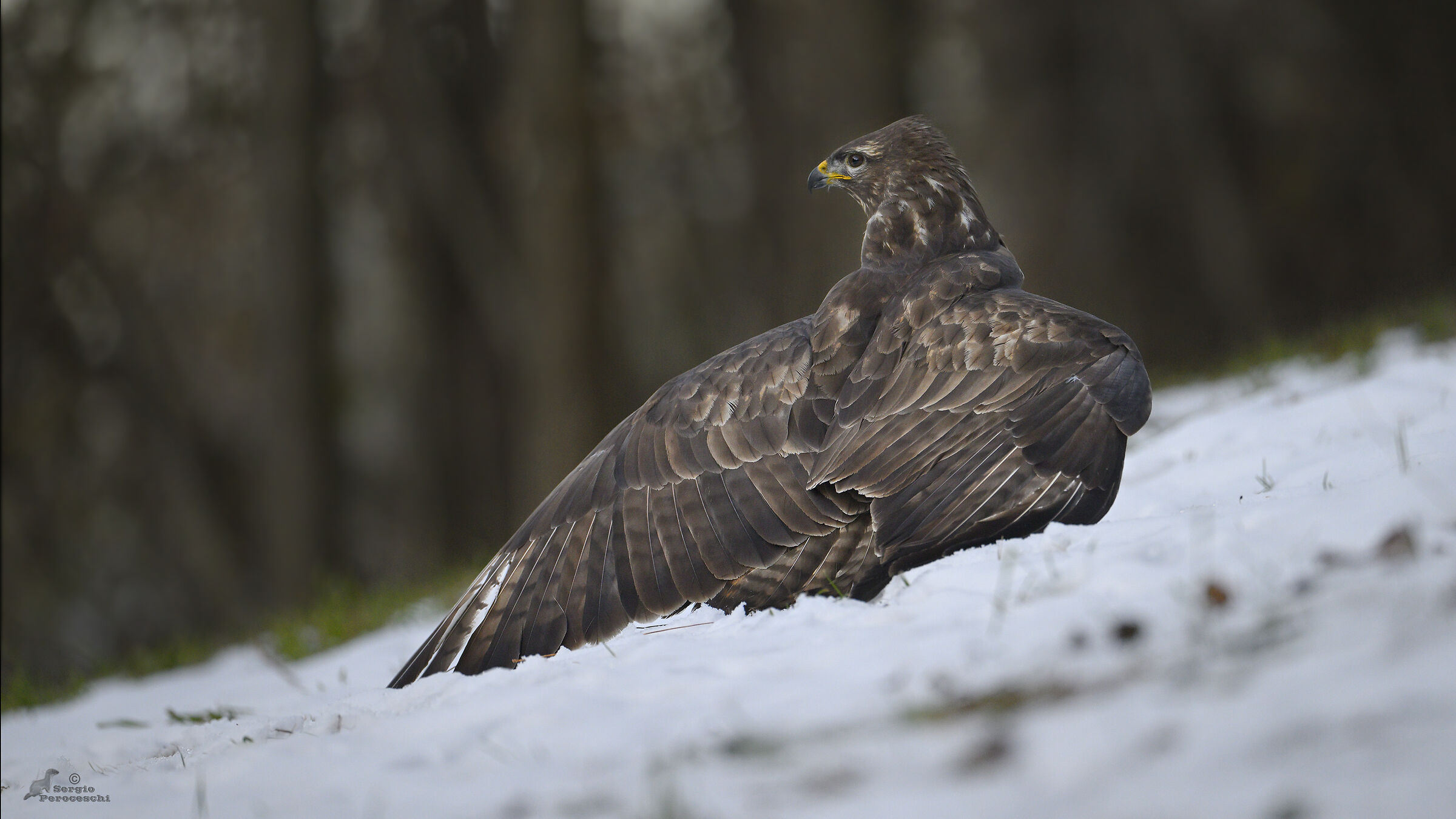 Buzzard