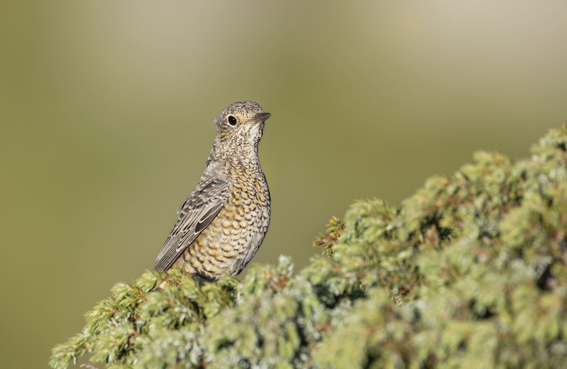Rock thrush