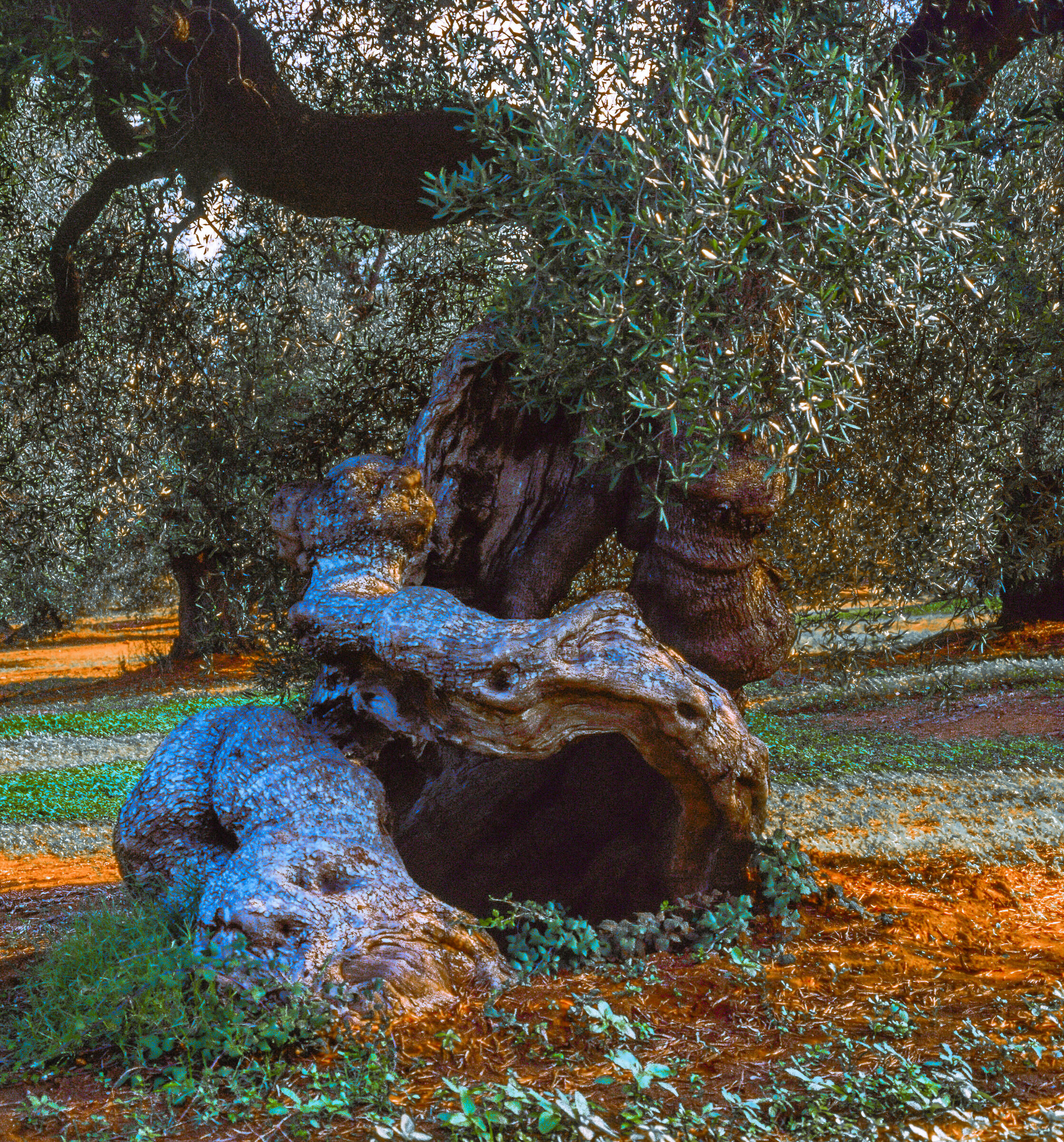 Puglia, Valle d'Itria-Ulivo centenario