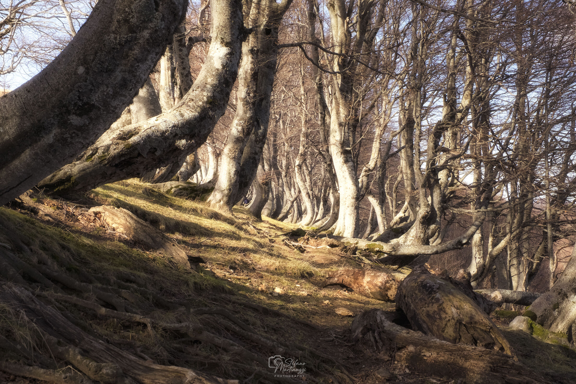 Bosco dei Fappi Torti