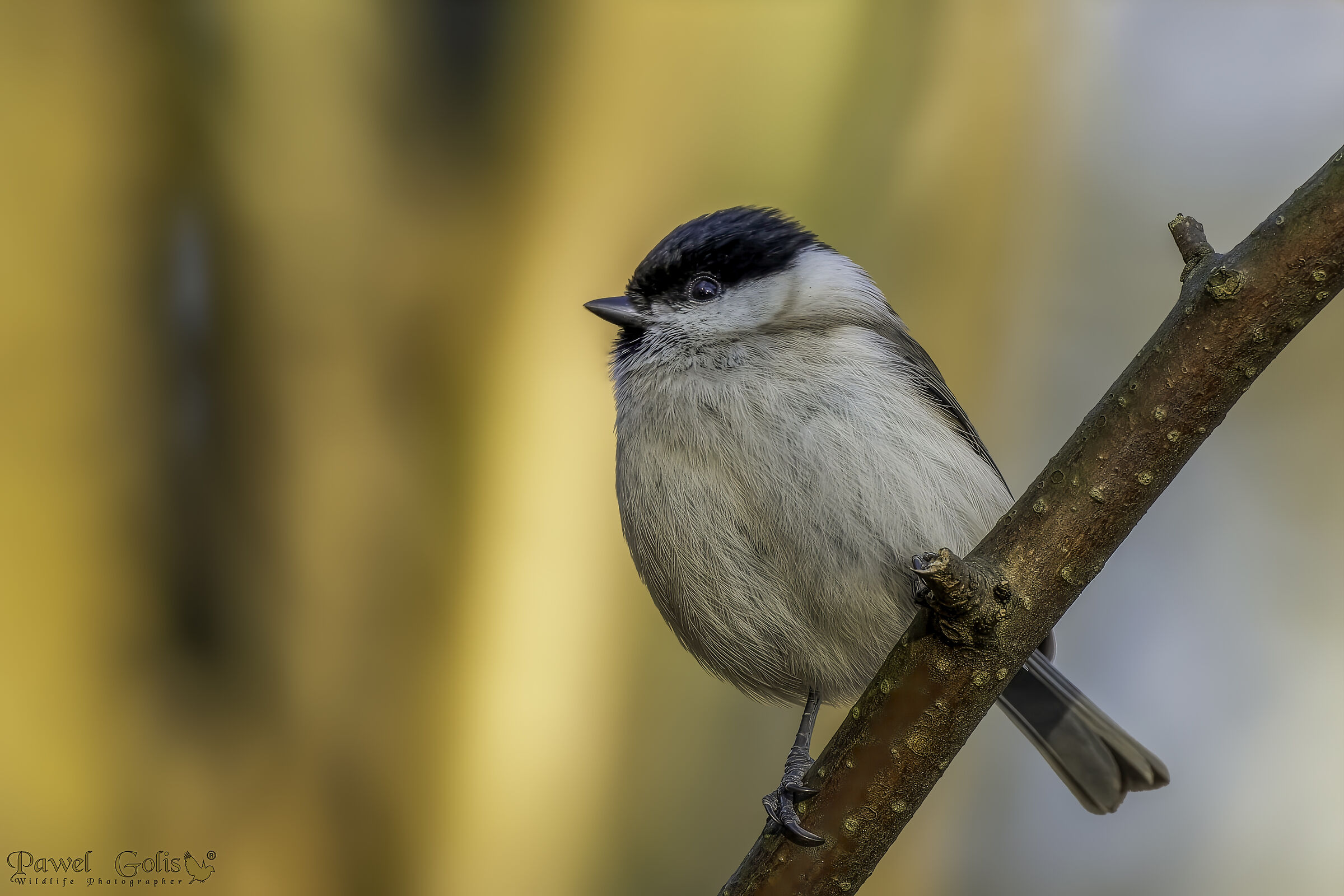 Cince palustre (Poecile palustris)