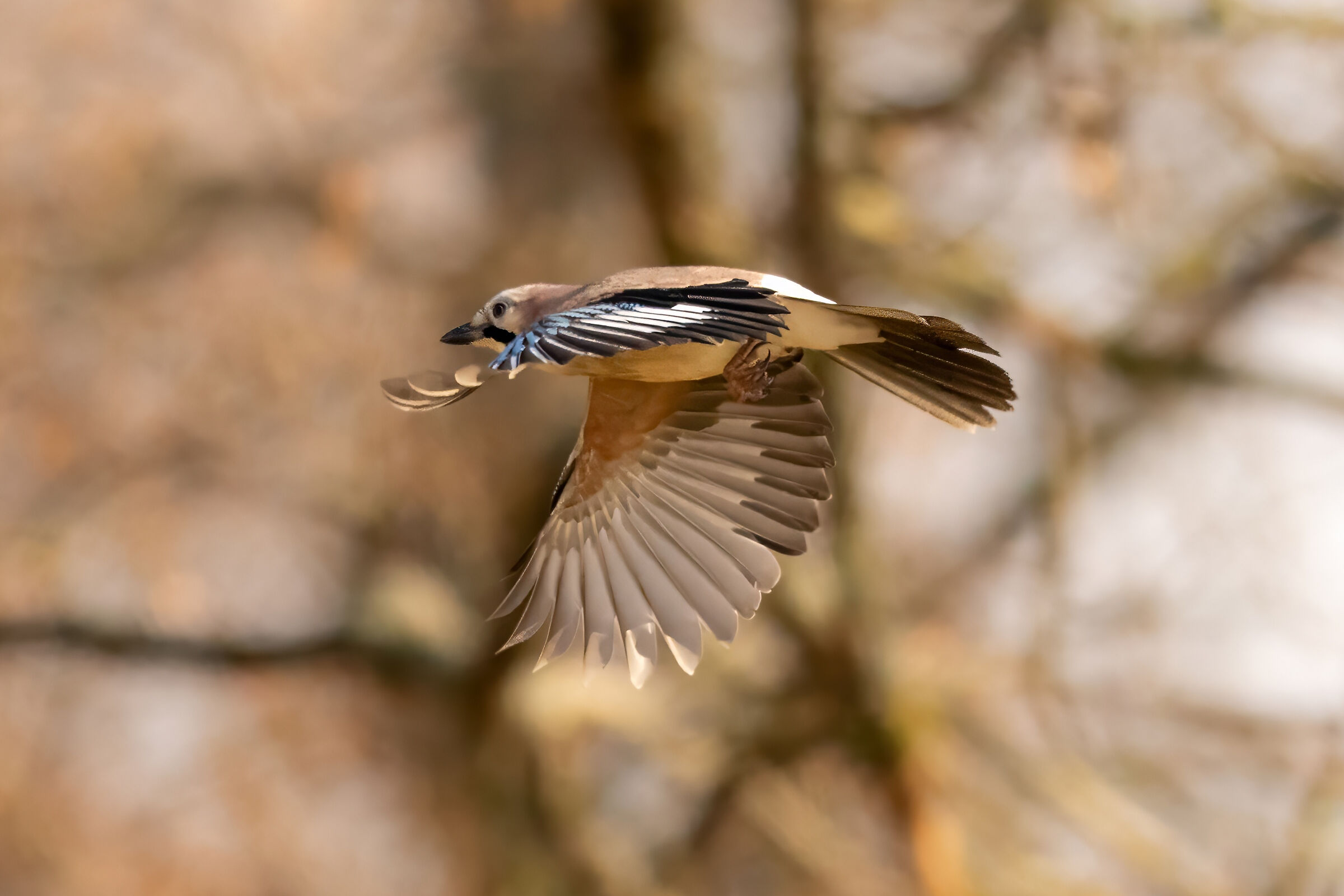 Ghiandaia (Garrulus glandarius)