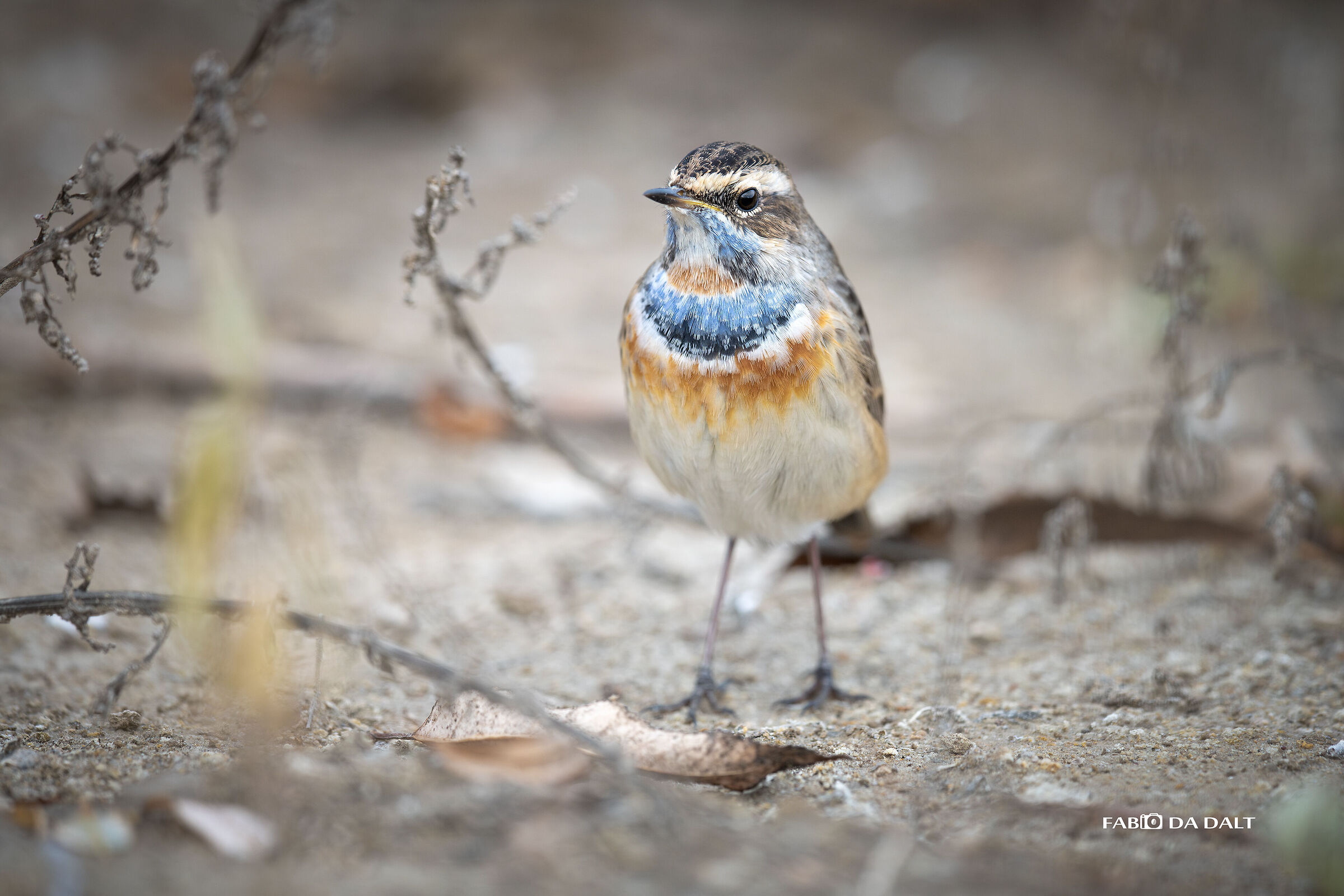 Pettazzurro  (ssp L.S.Svecica)