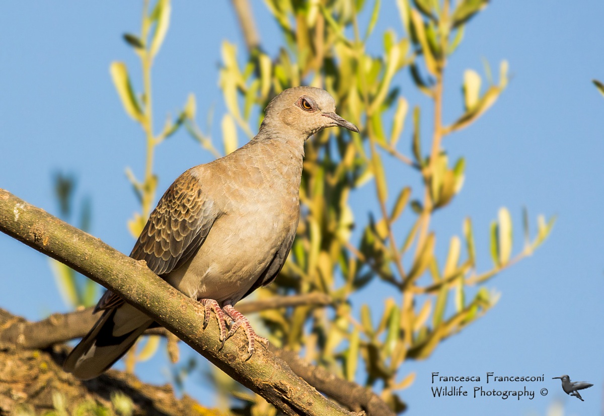 Turtle dove Juv. (-Dove)