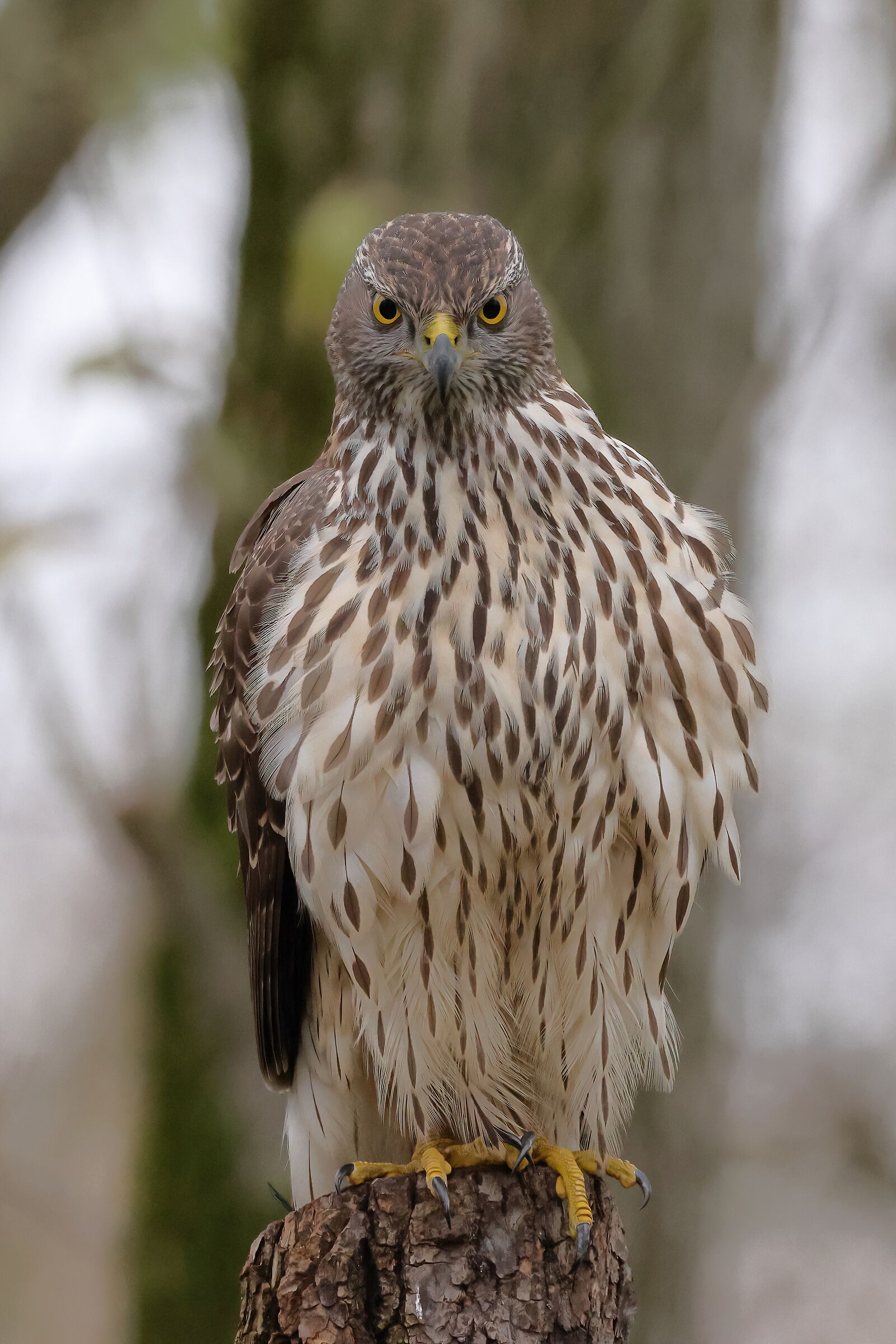 Young goshawk