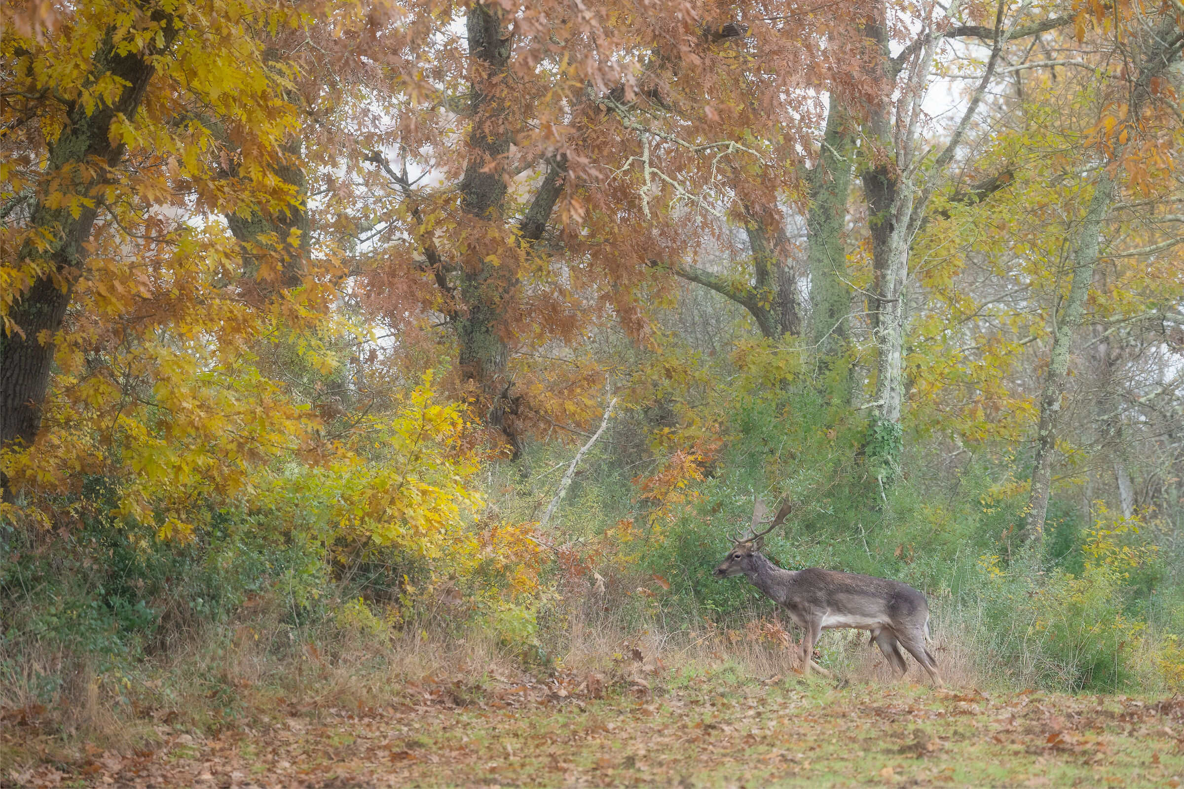 Daino autunnale