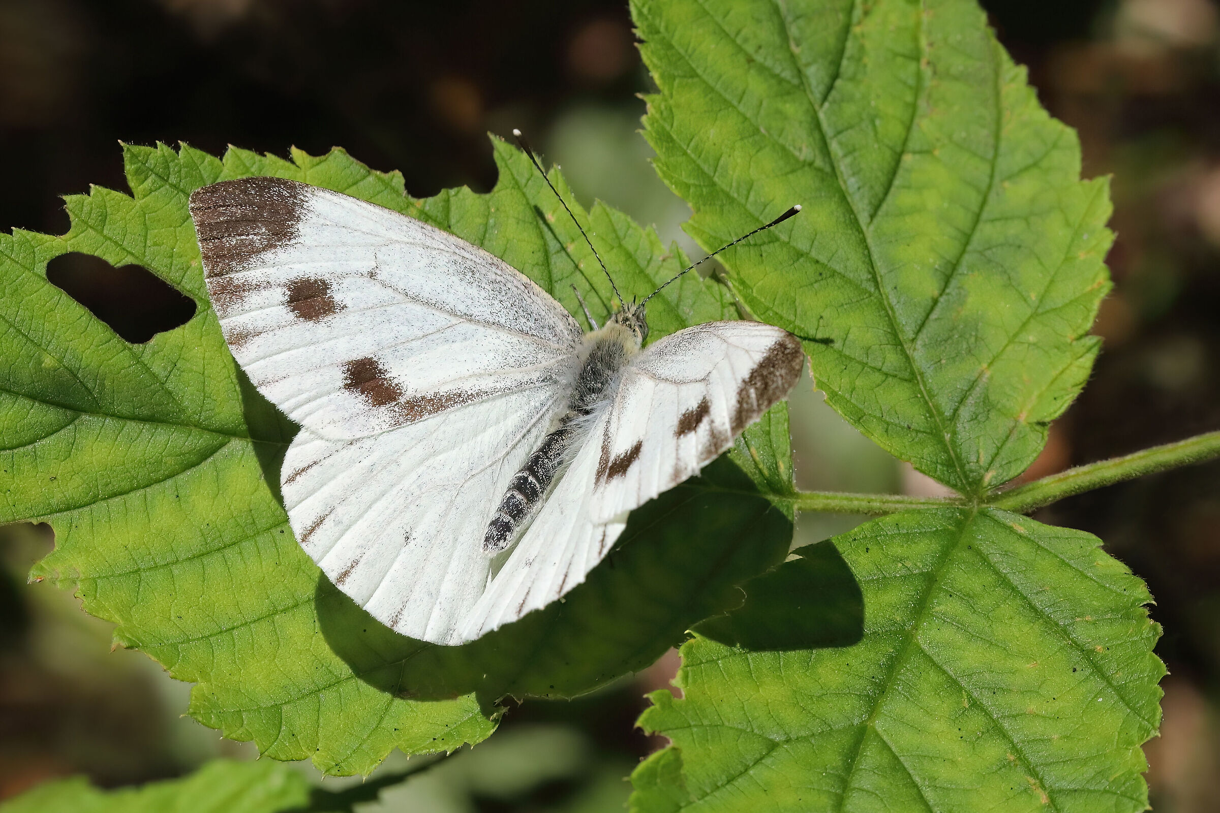 Pieris napi (esemplare femmina)