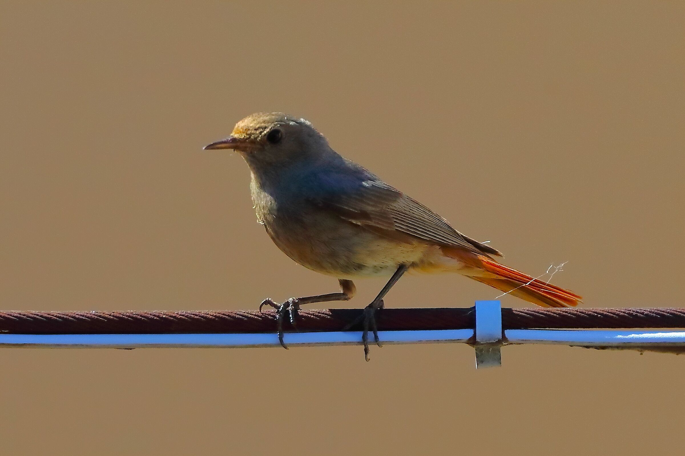 Codirosso S F 09 luglio 2025 - 0067