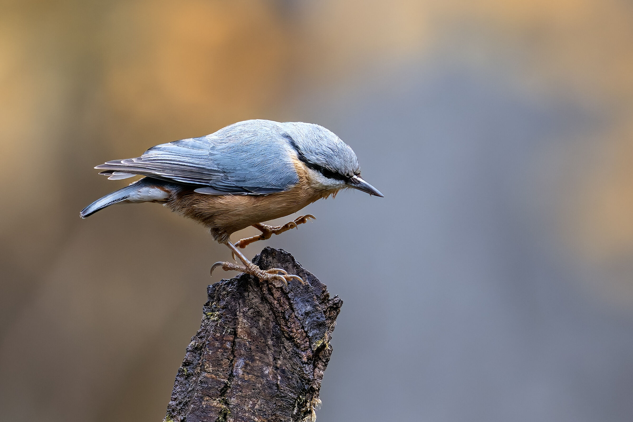 Wood nuthatch