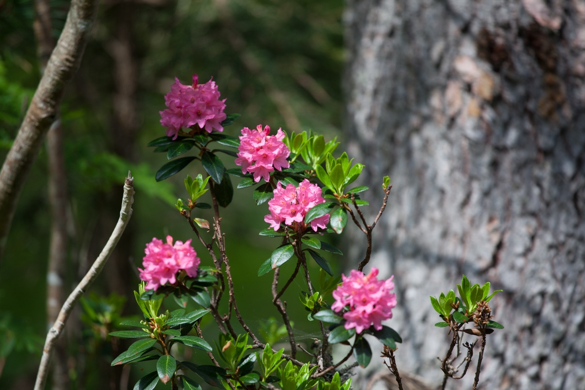 Rhododendrons