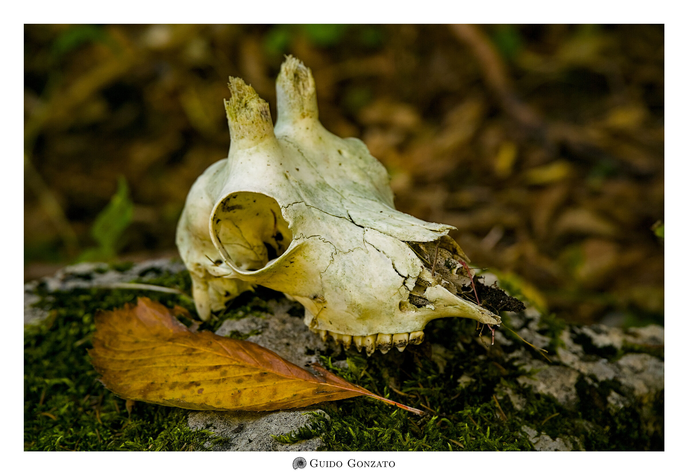 Meeting in the woods