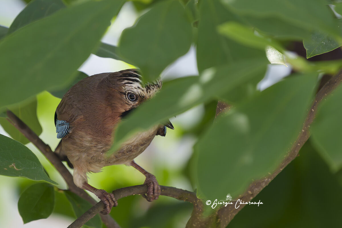 Tanto non mi vedi (Ghiandaia)
