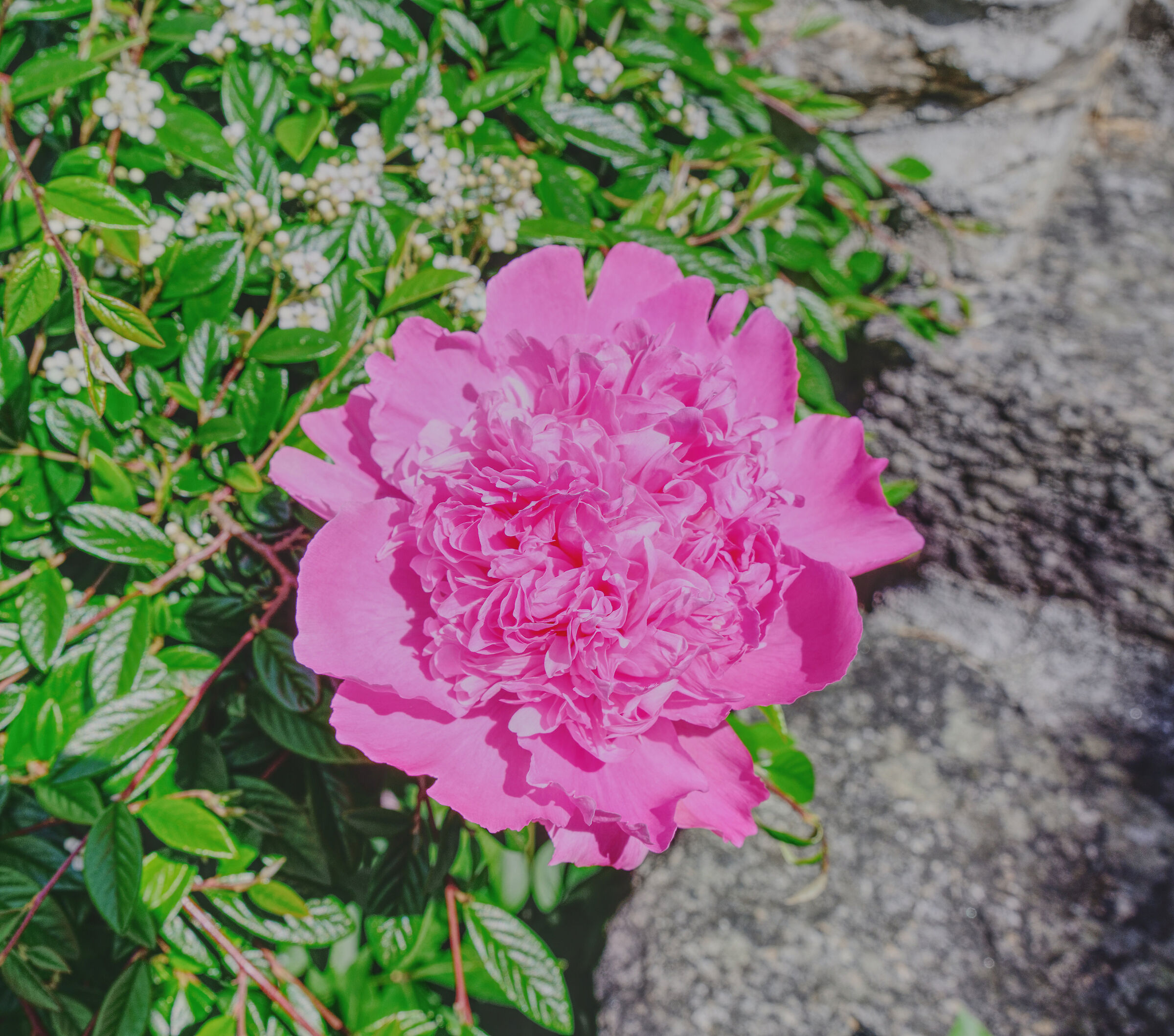 peonia