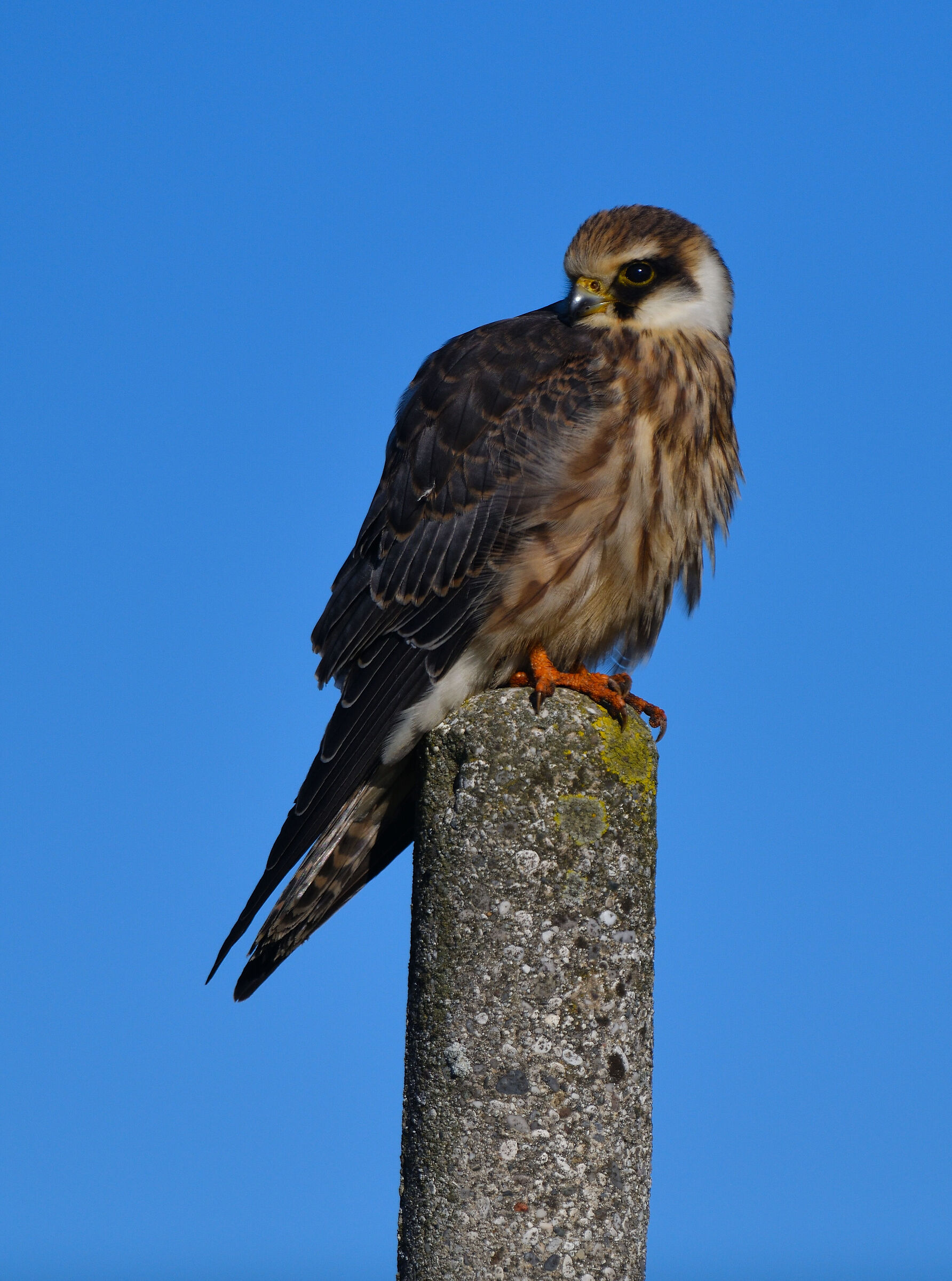 Eurasian hobby