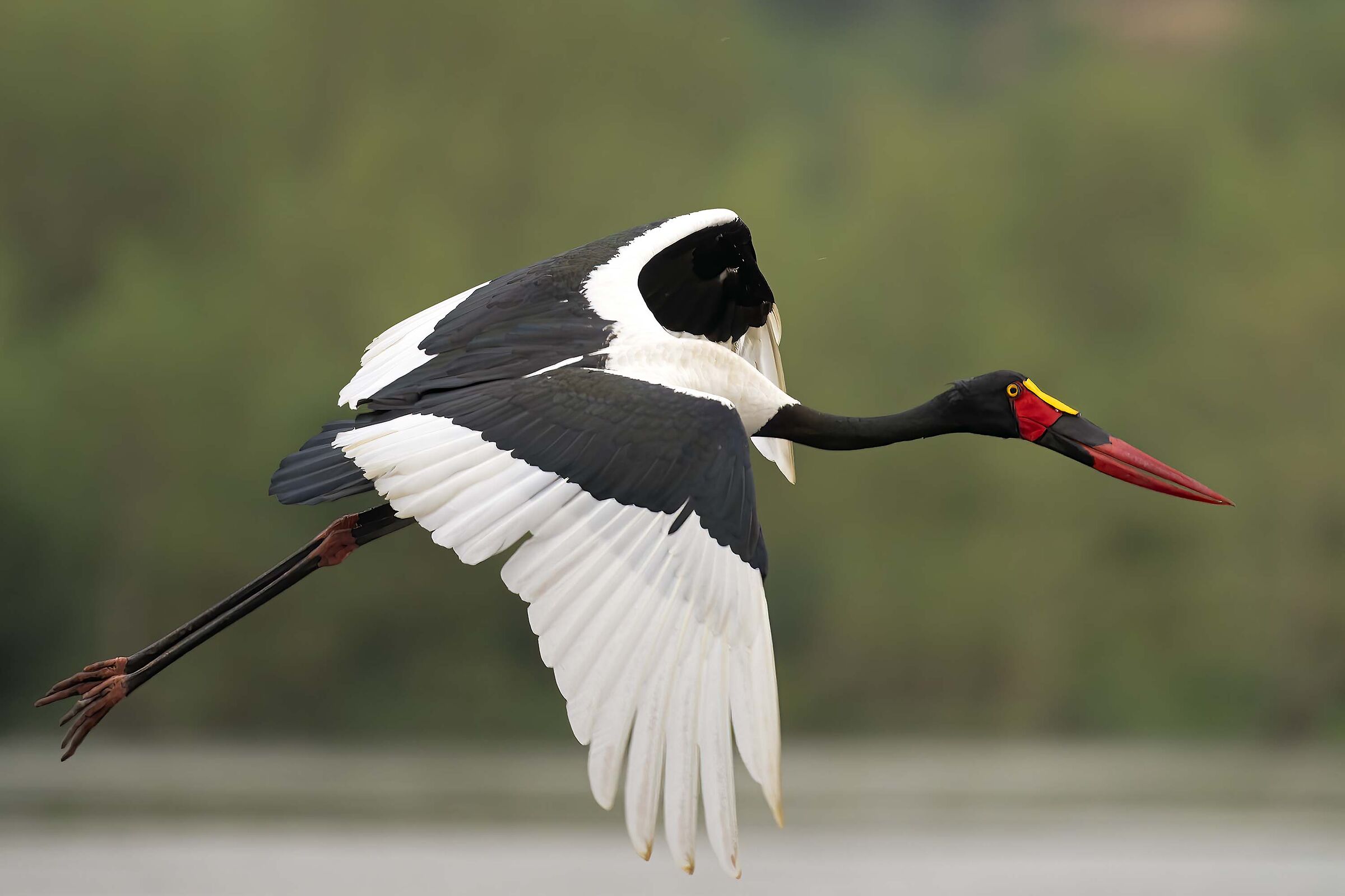 Saddle billed stork