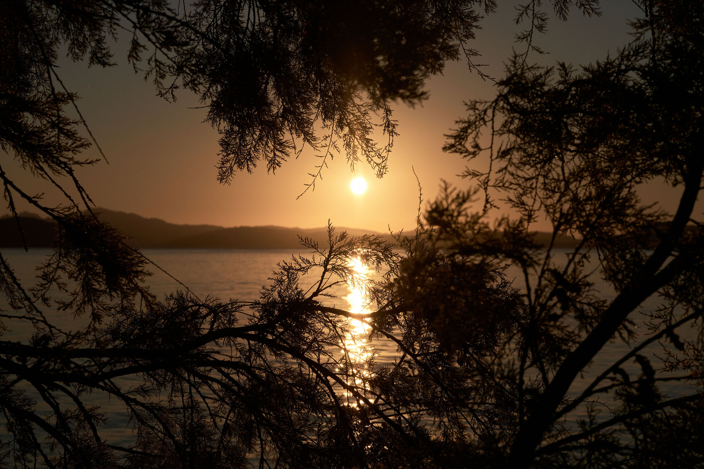 "Between the branches"