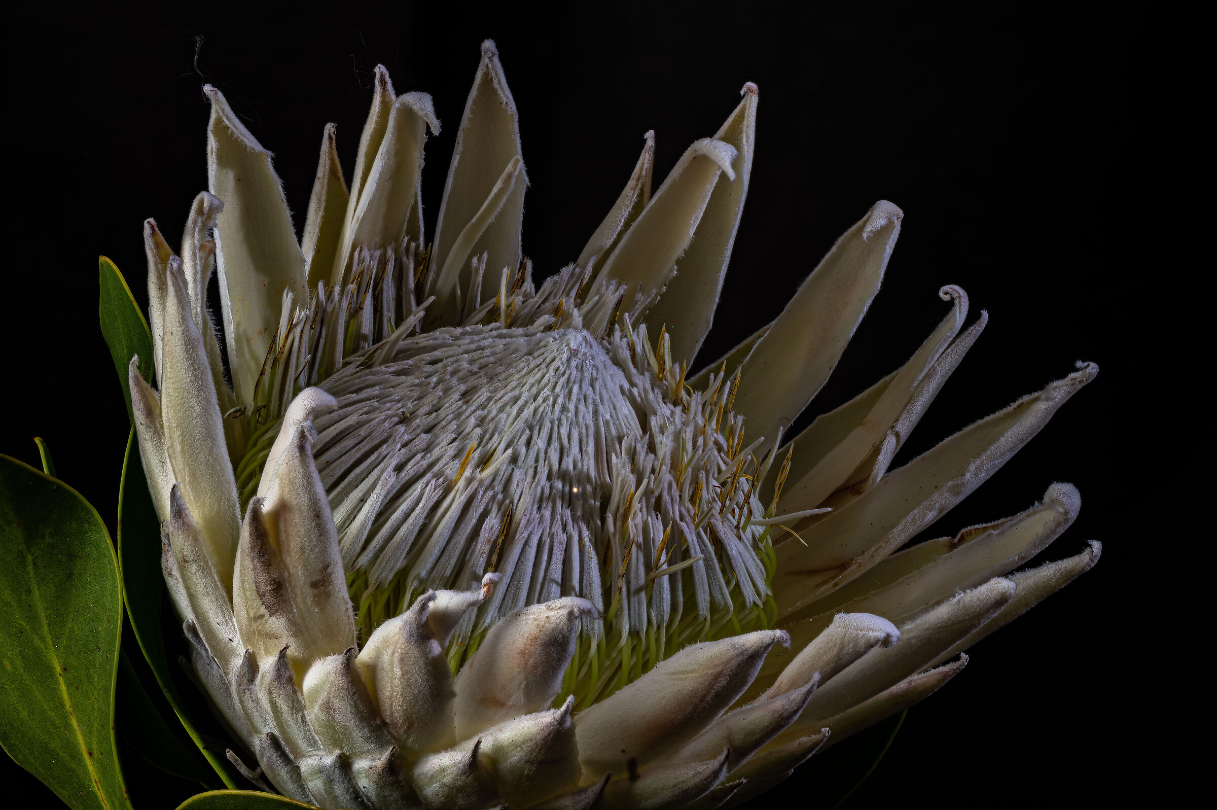 Protea