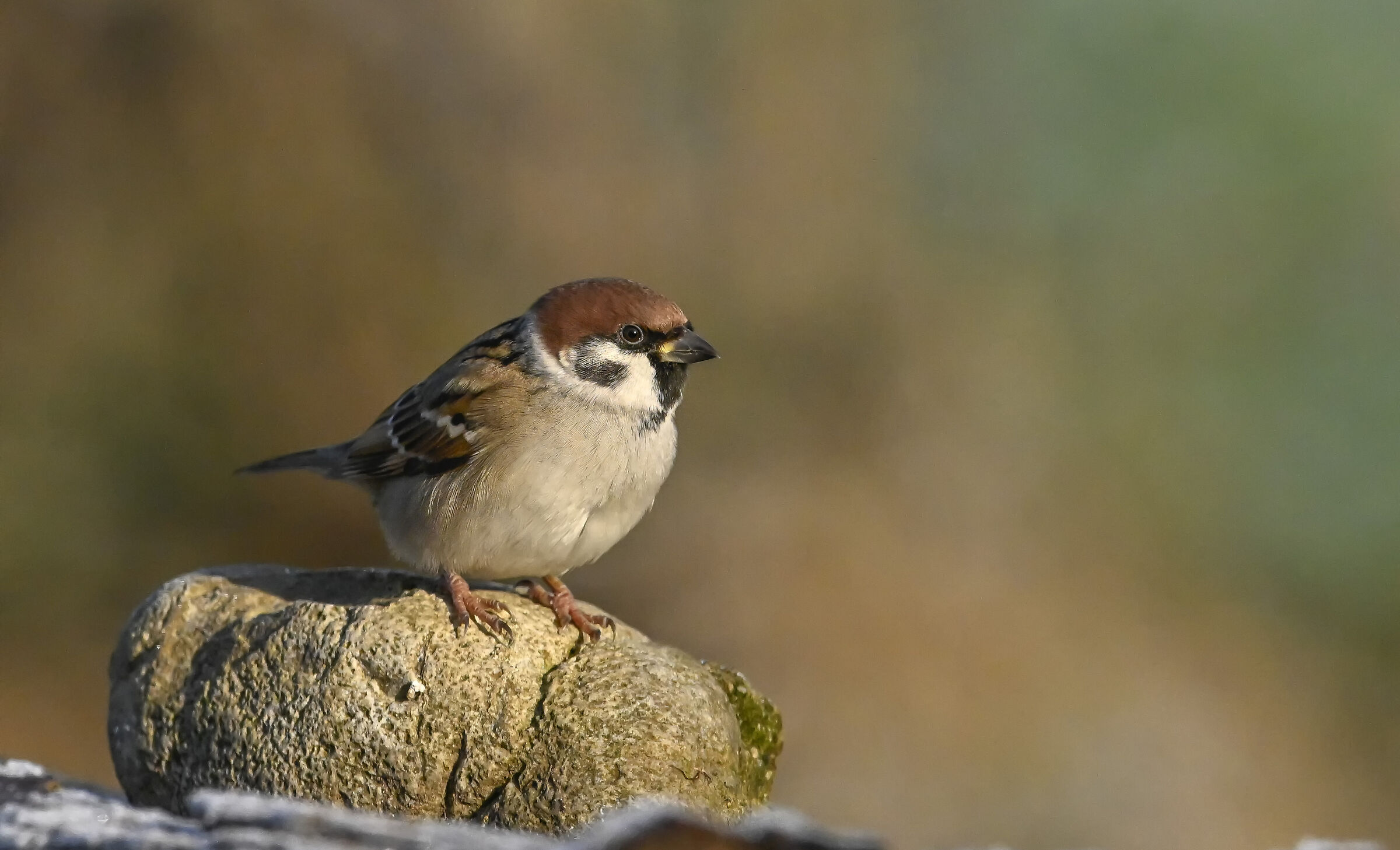 Sparrow Attugia