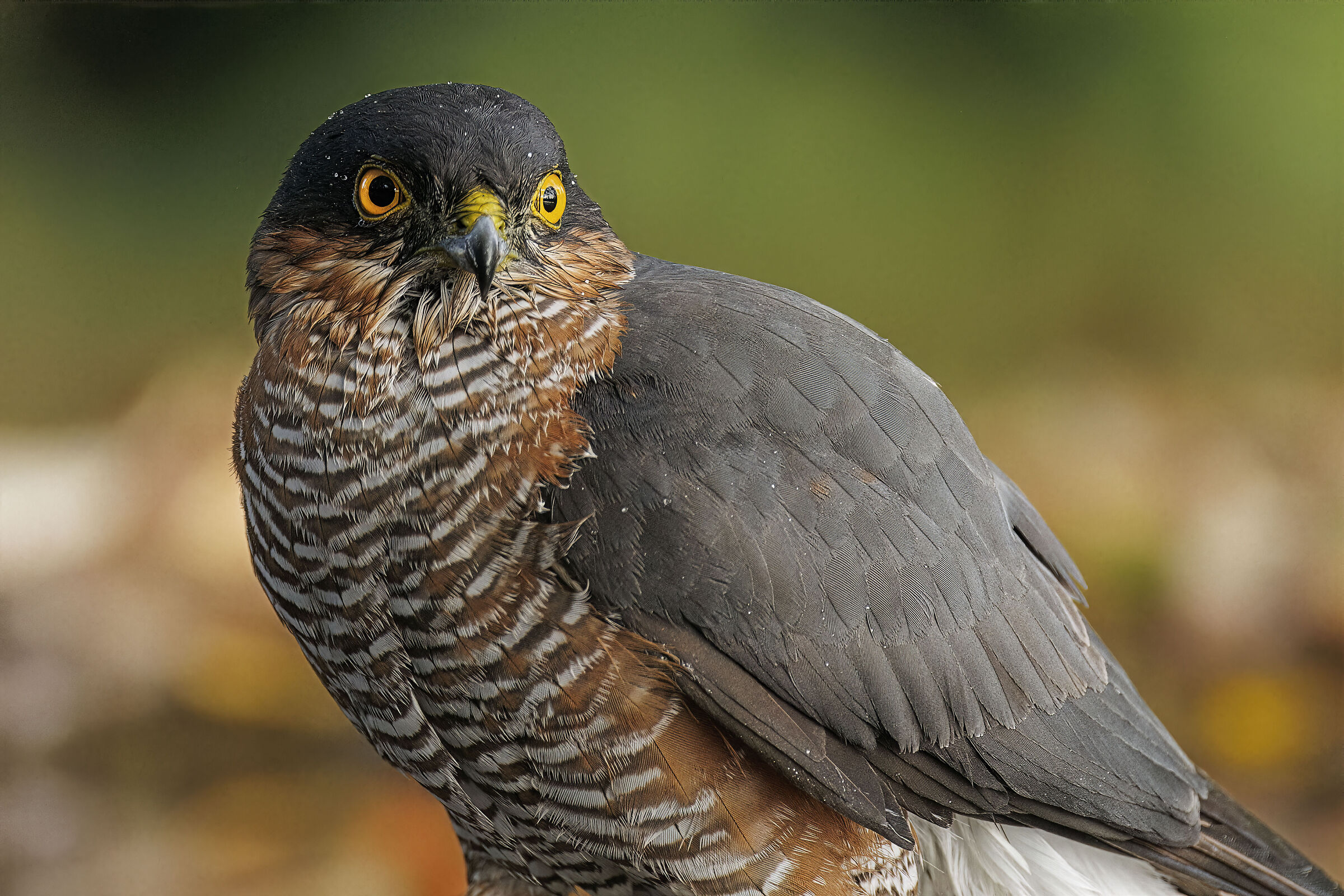 Ritratto sparviere &male;