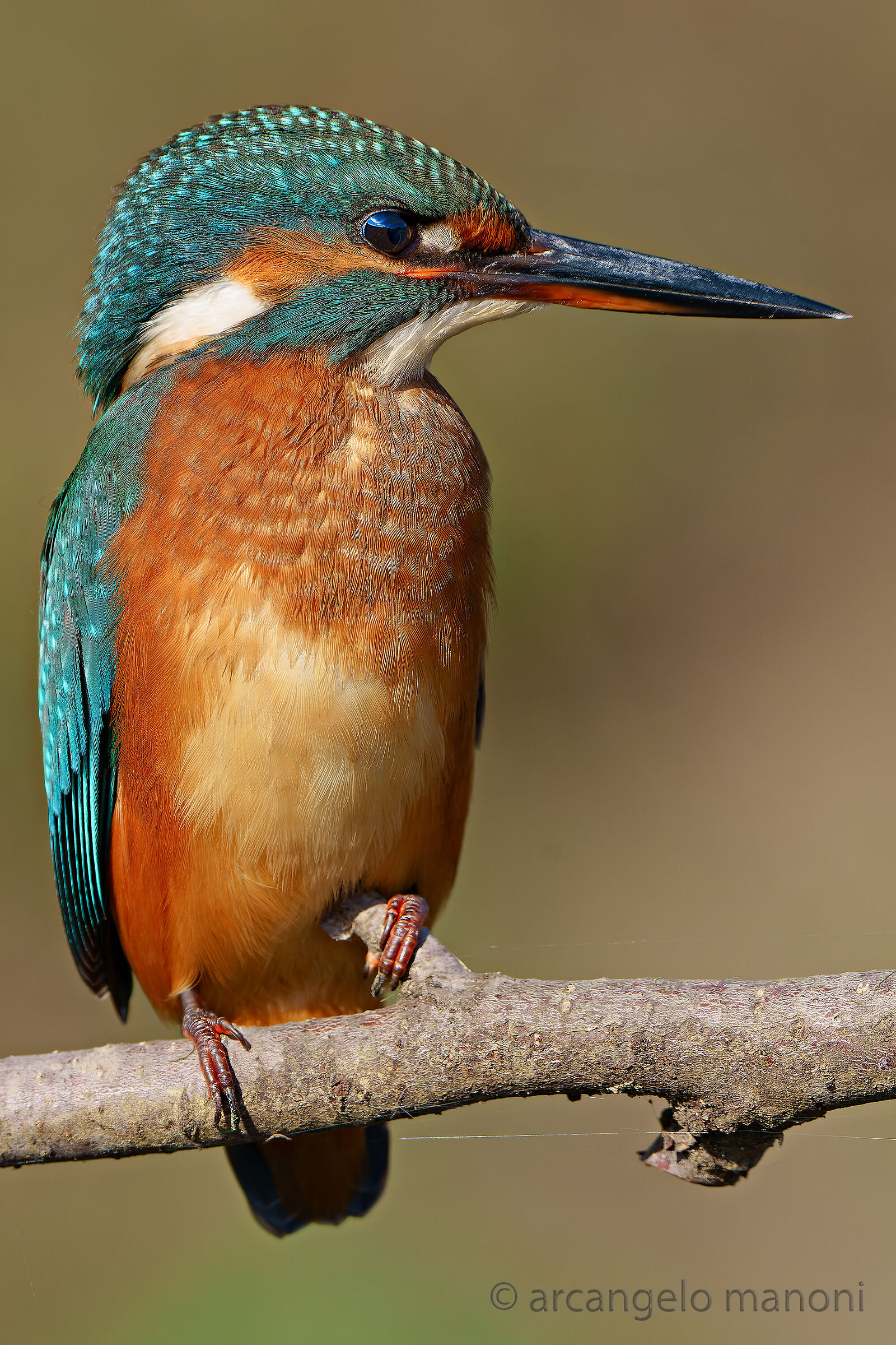 La martina ritrovata