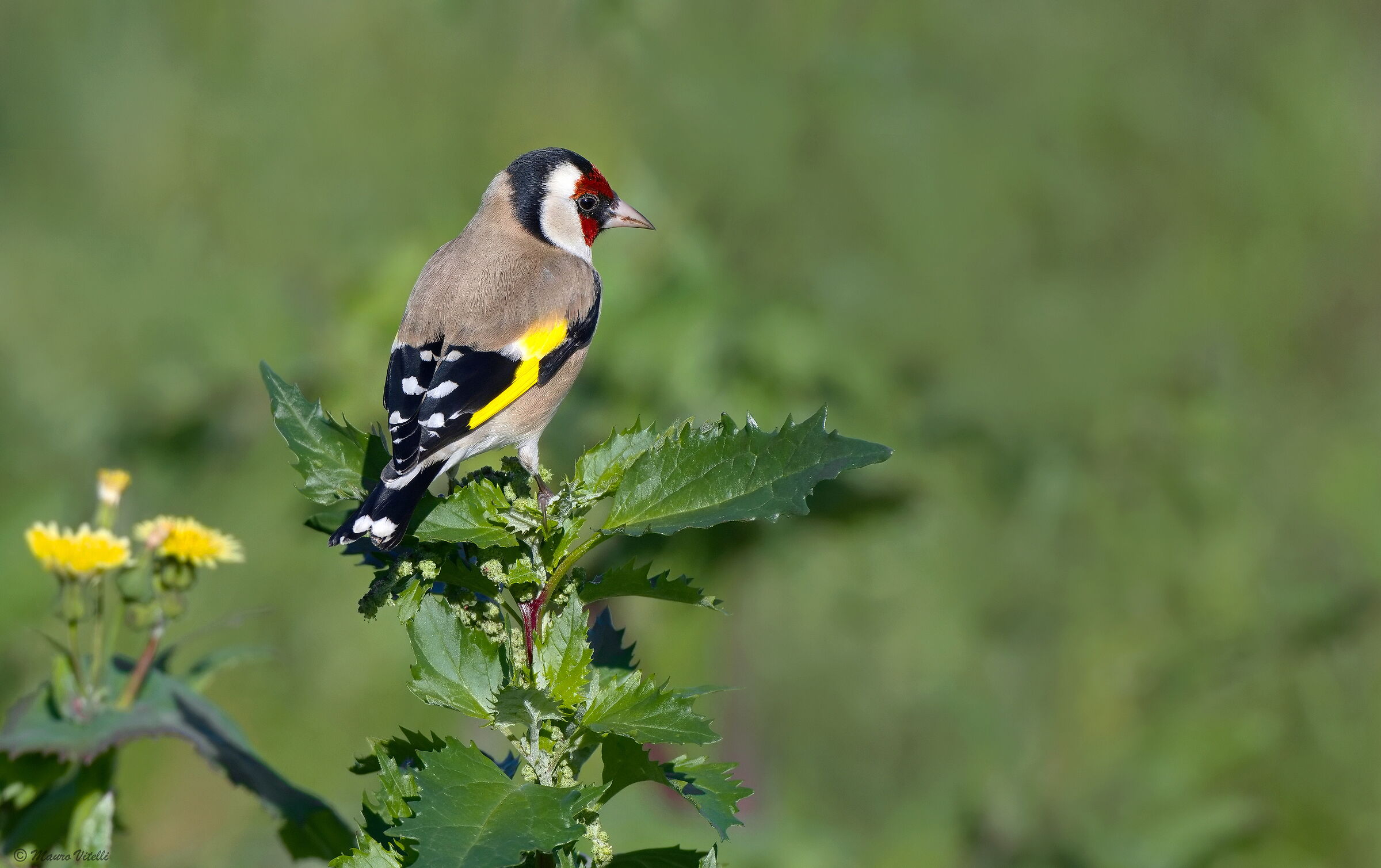 Goldfinch (Carduelis carduelis)