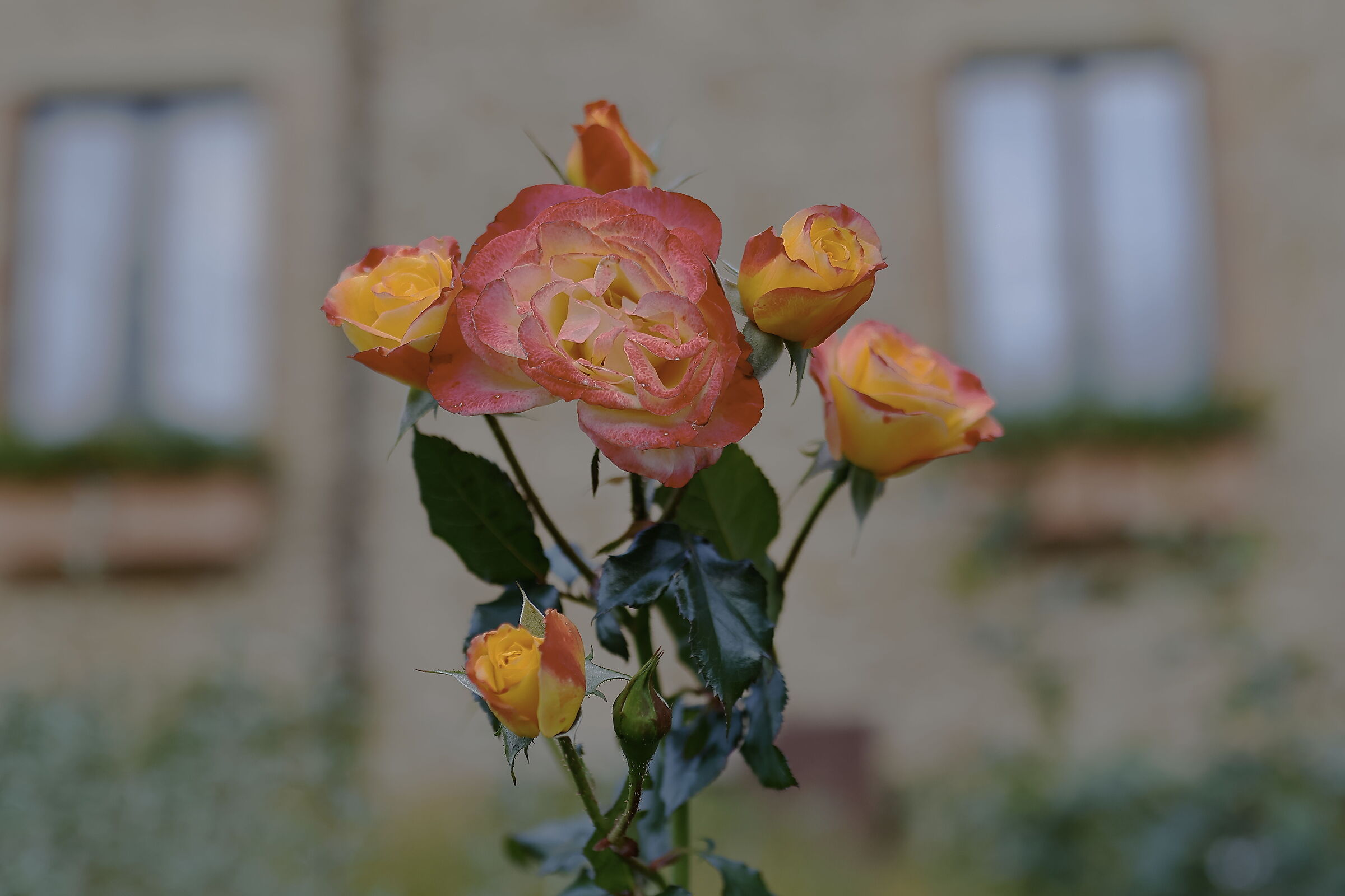 A beautiful rose in a beautiful garden