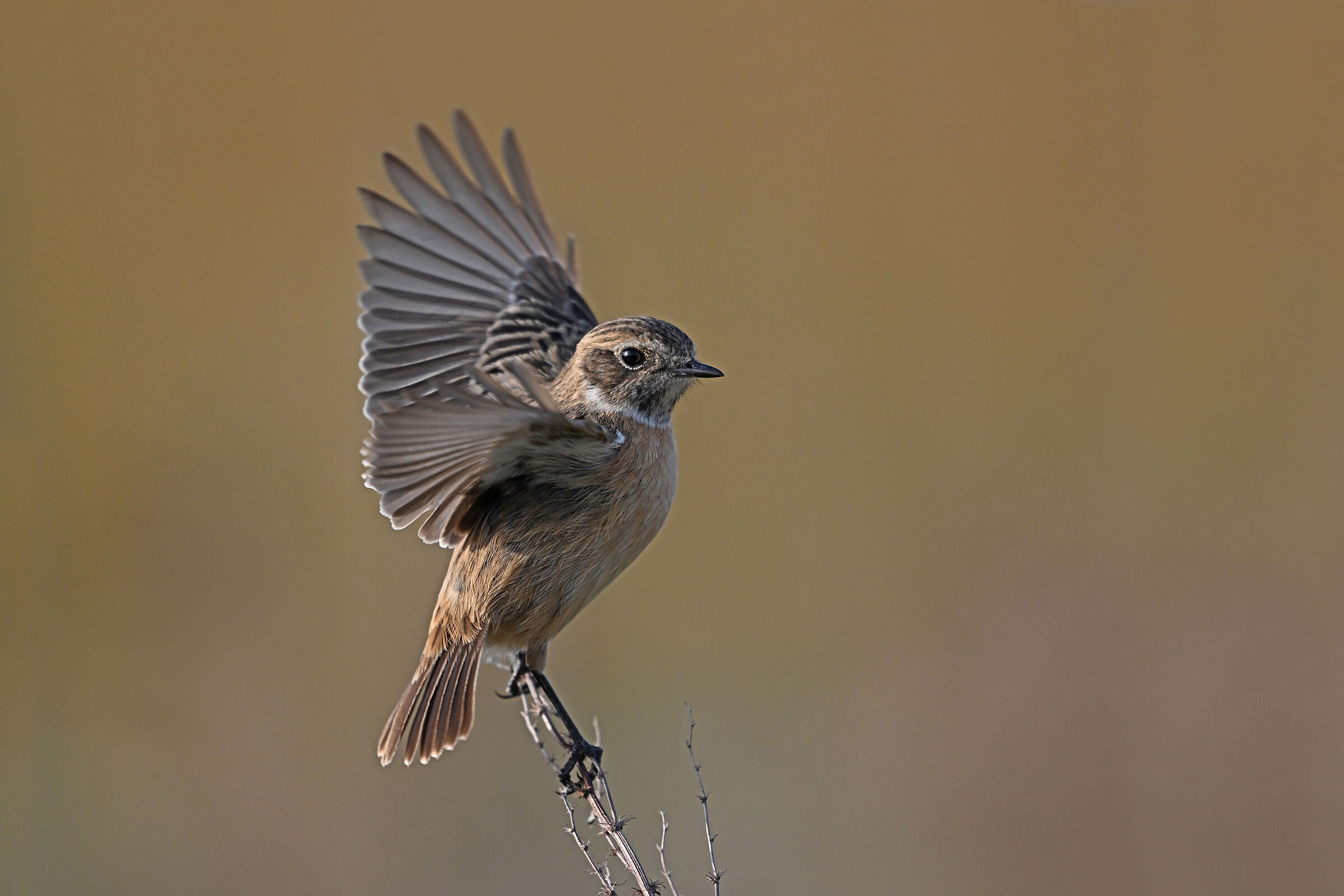 Feather Stories 7 (Stonechatter F.)
