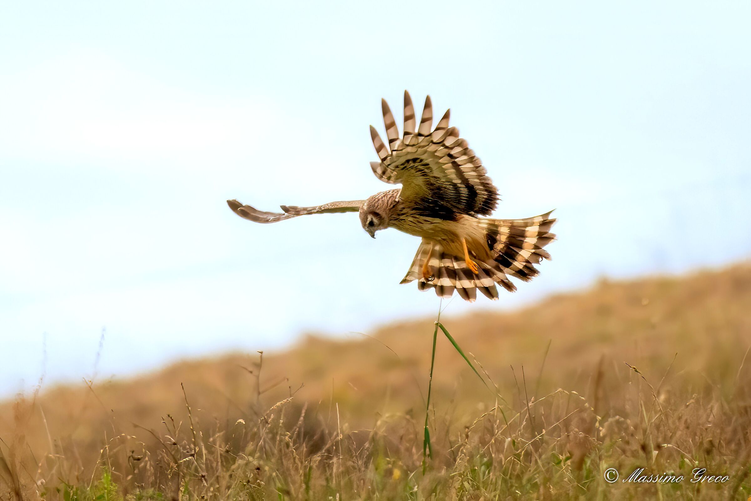 Femmina di Albanella reale in caccia
