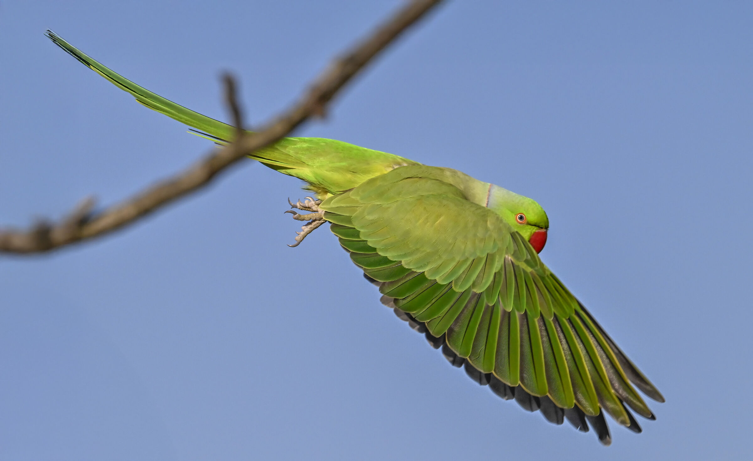 Parakeet