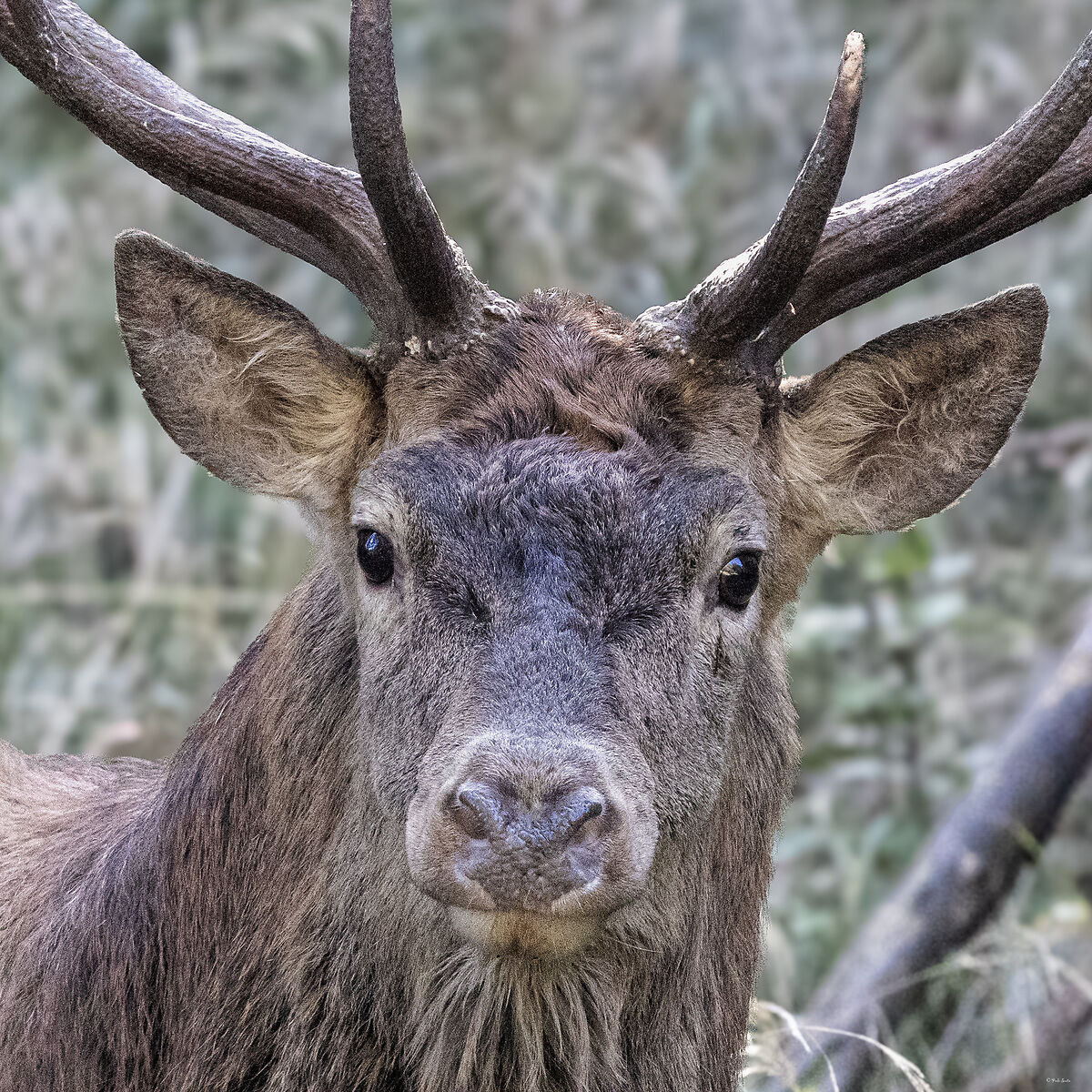 Red deer (Cervus elaphus)