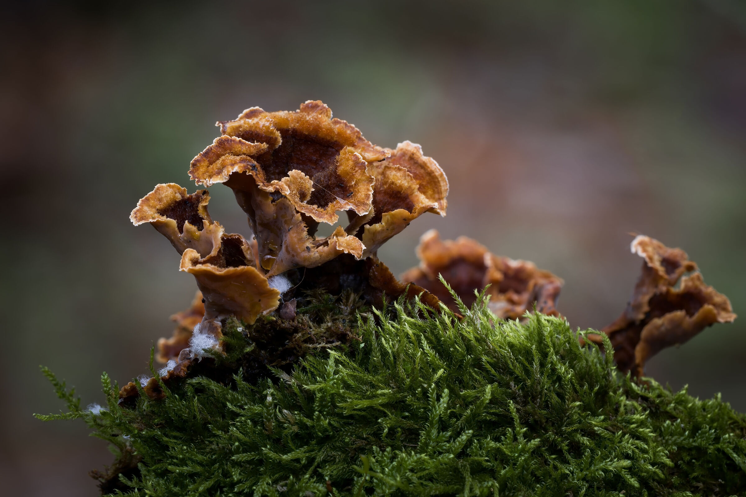 Bellezza dei funghi