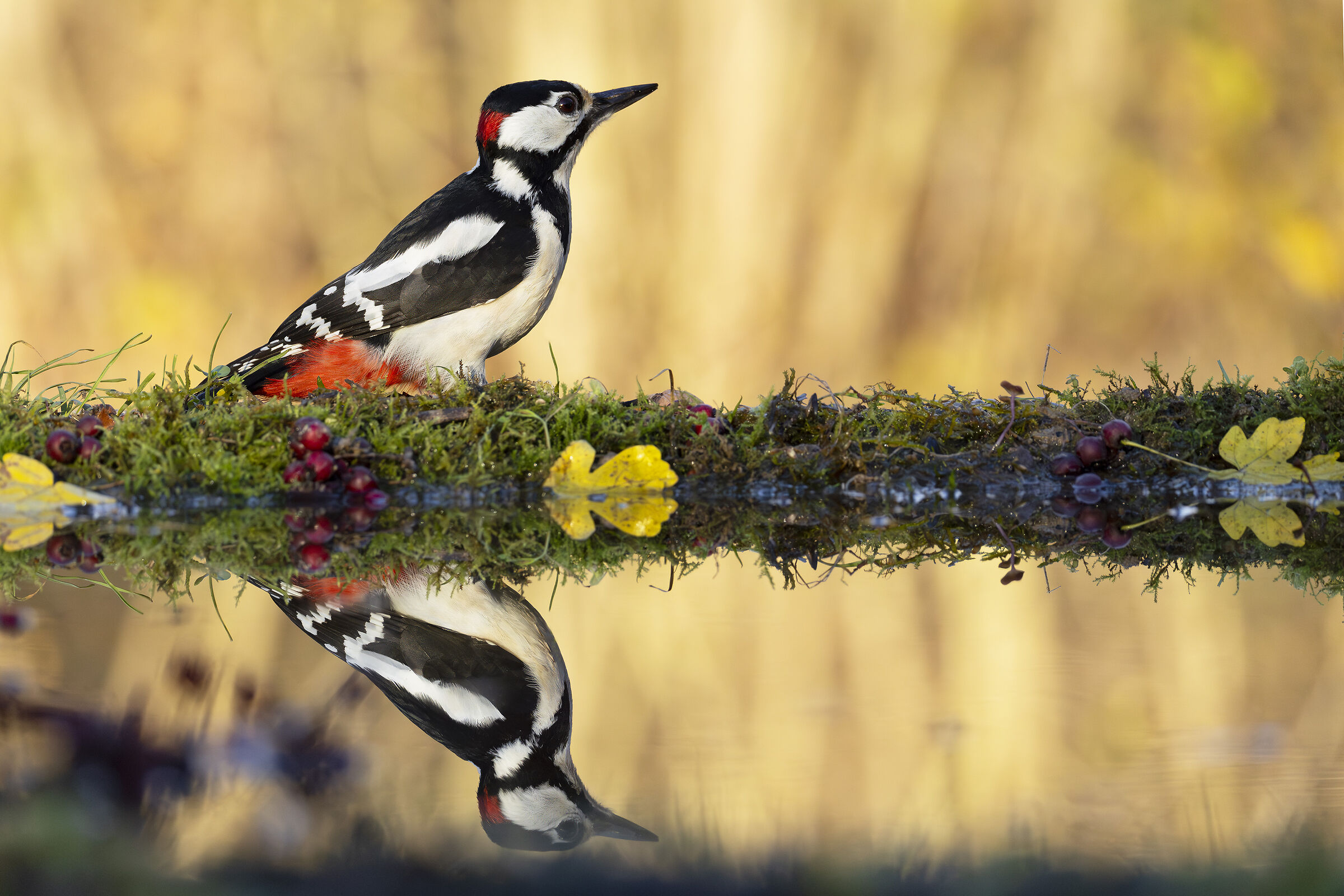 Picchio Rosso maggiore