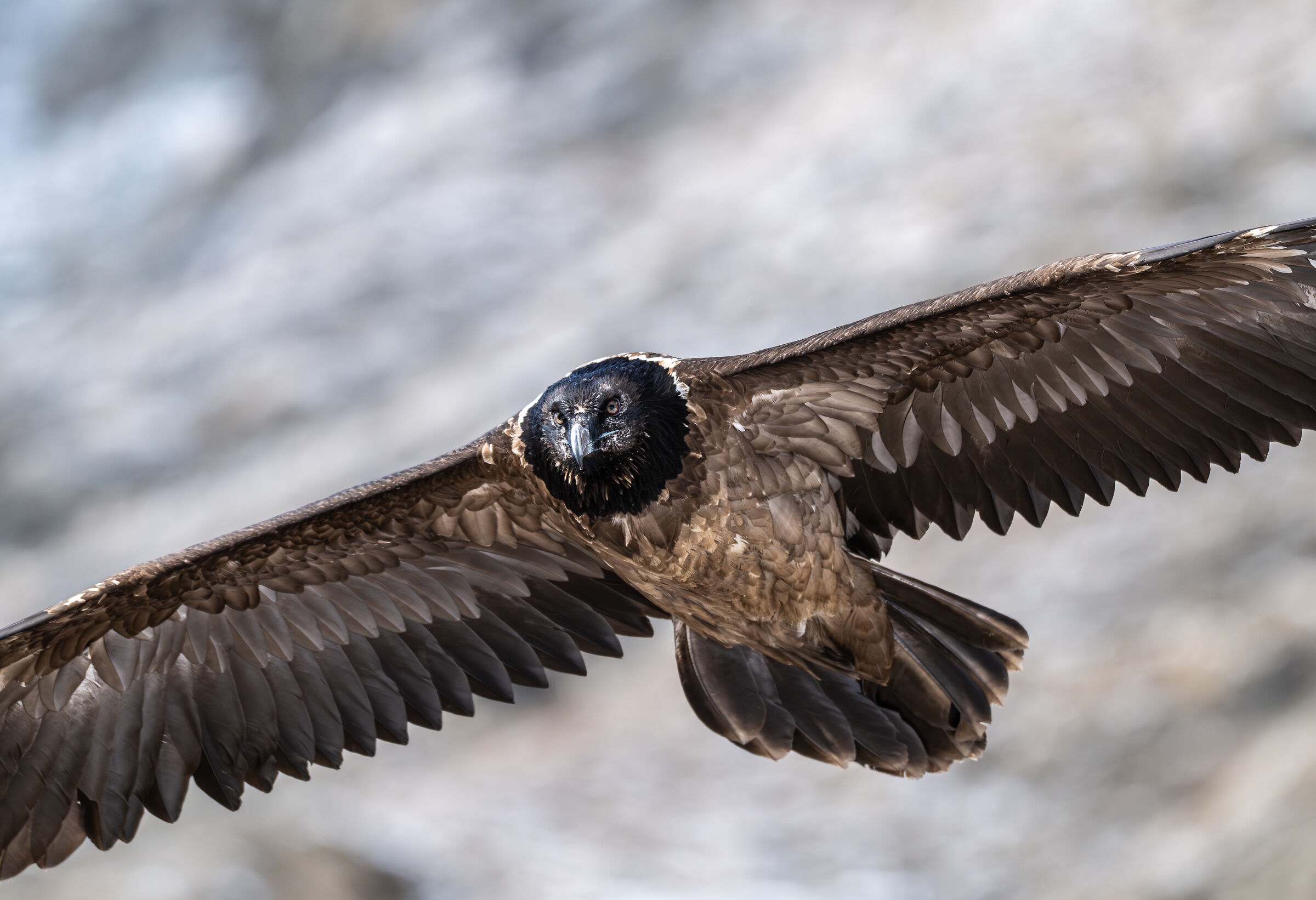 Immature bearded vulture