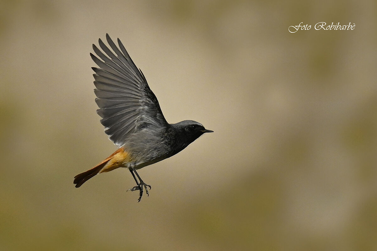 Spazzacamino volante...